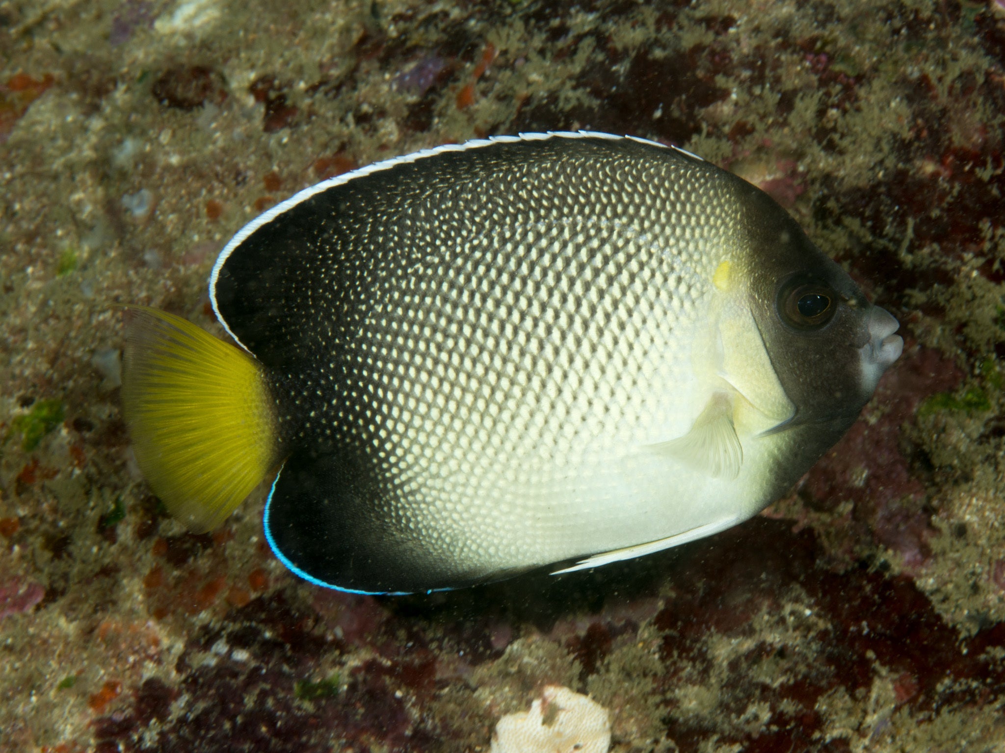 Apolemichthys