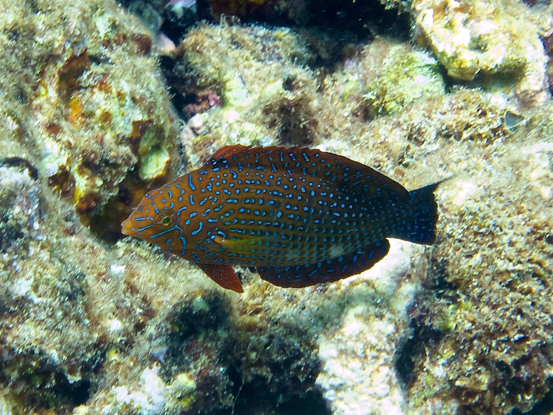 Leopard Wrasses/Macropharyngodon