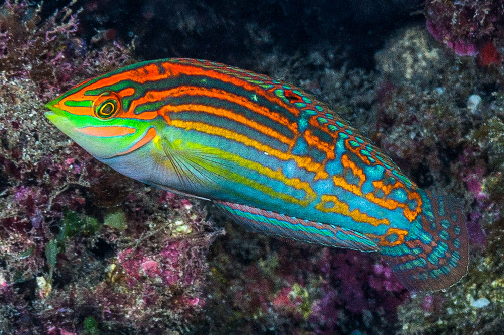 Coris Wrasses