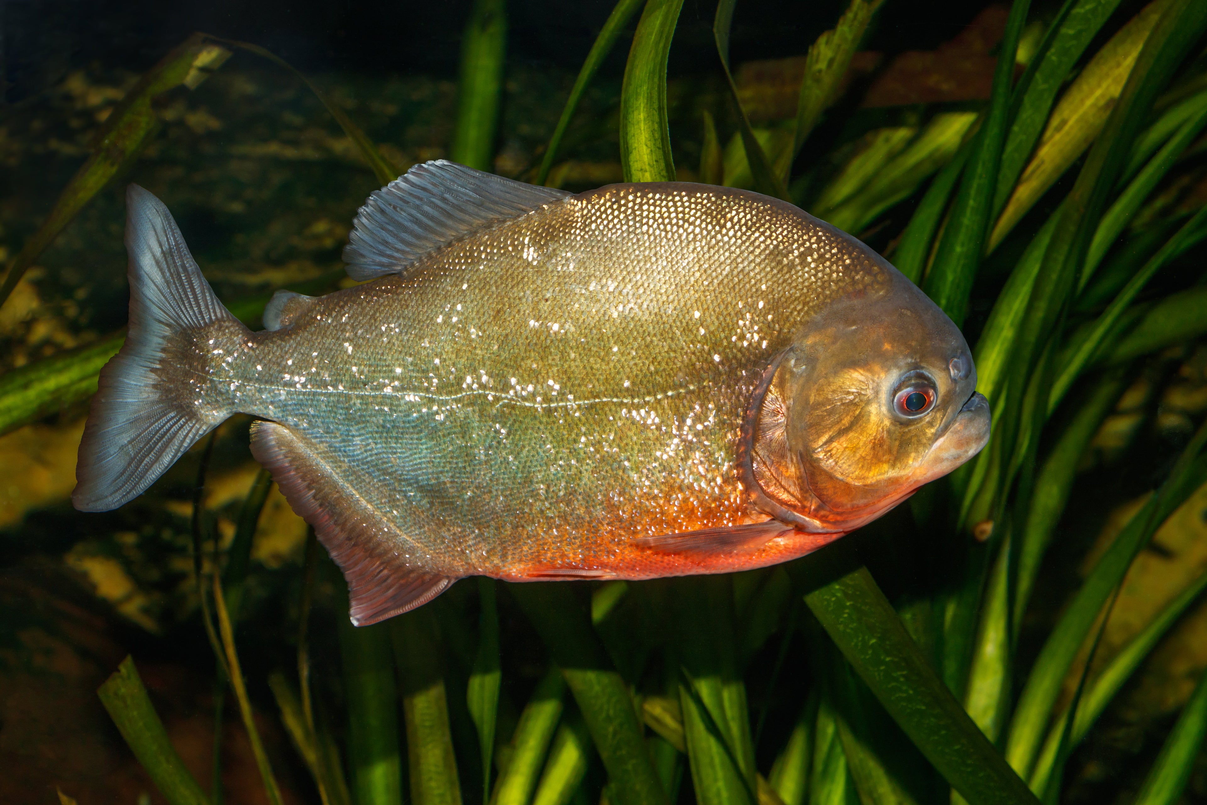 Freshwater Fish