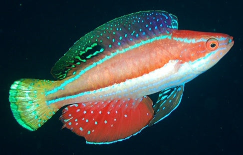 Fairy Wrasses/Cirrhilabrus