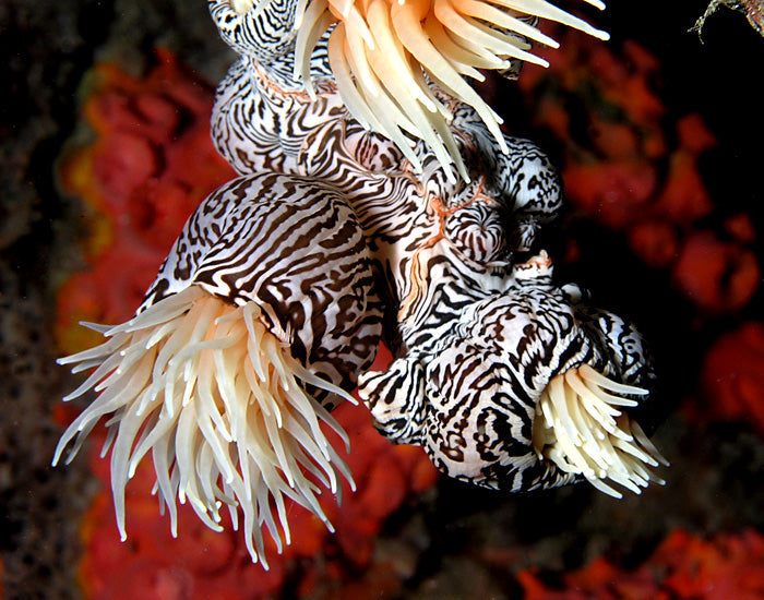 Anemones