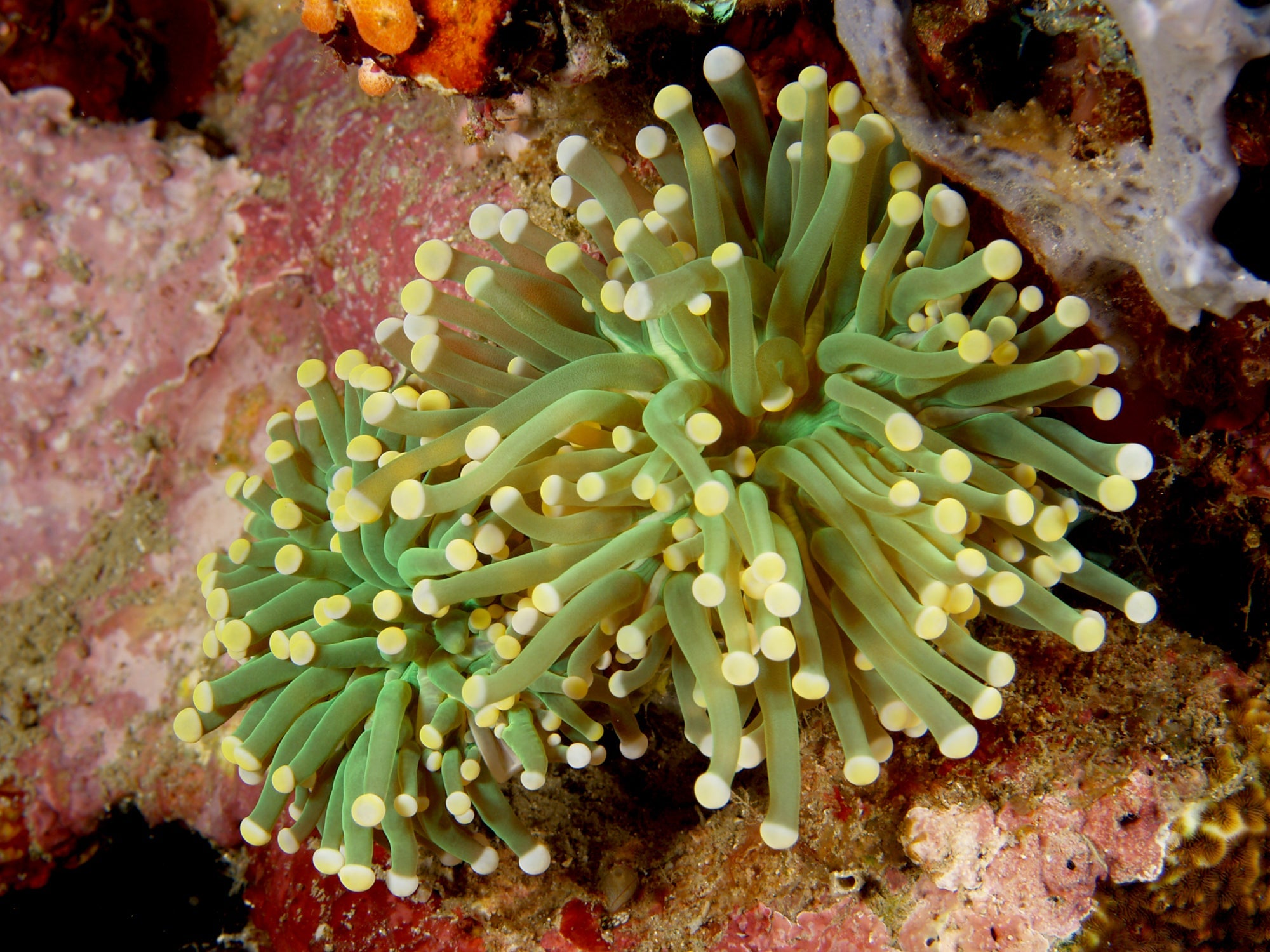 LPS Coral