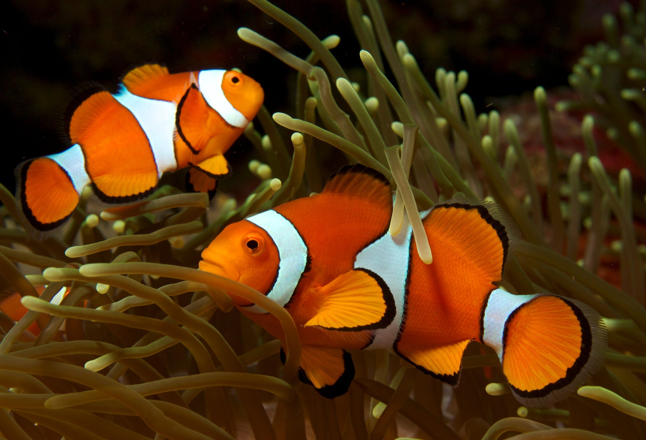 Anemonefish