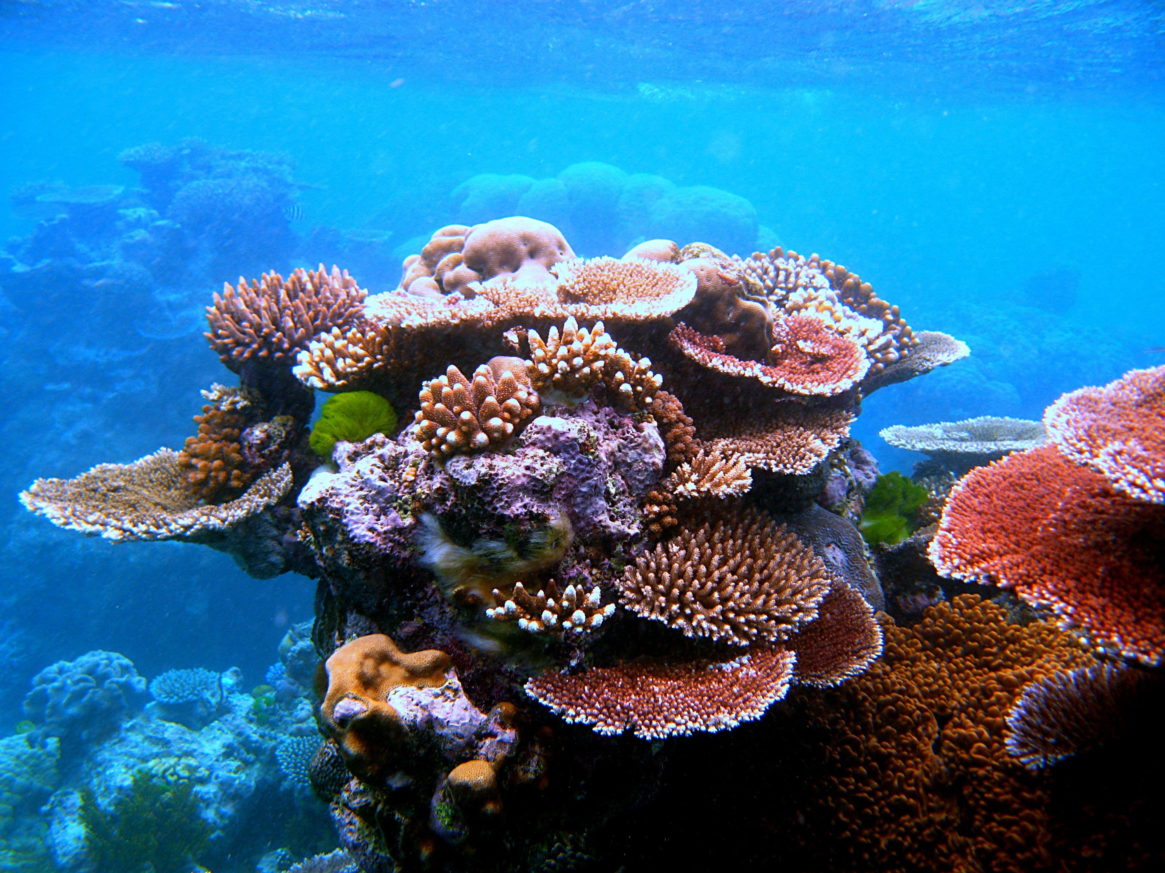 All Coral