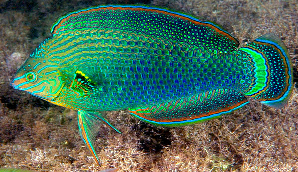 Halichoeres spp.
