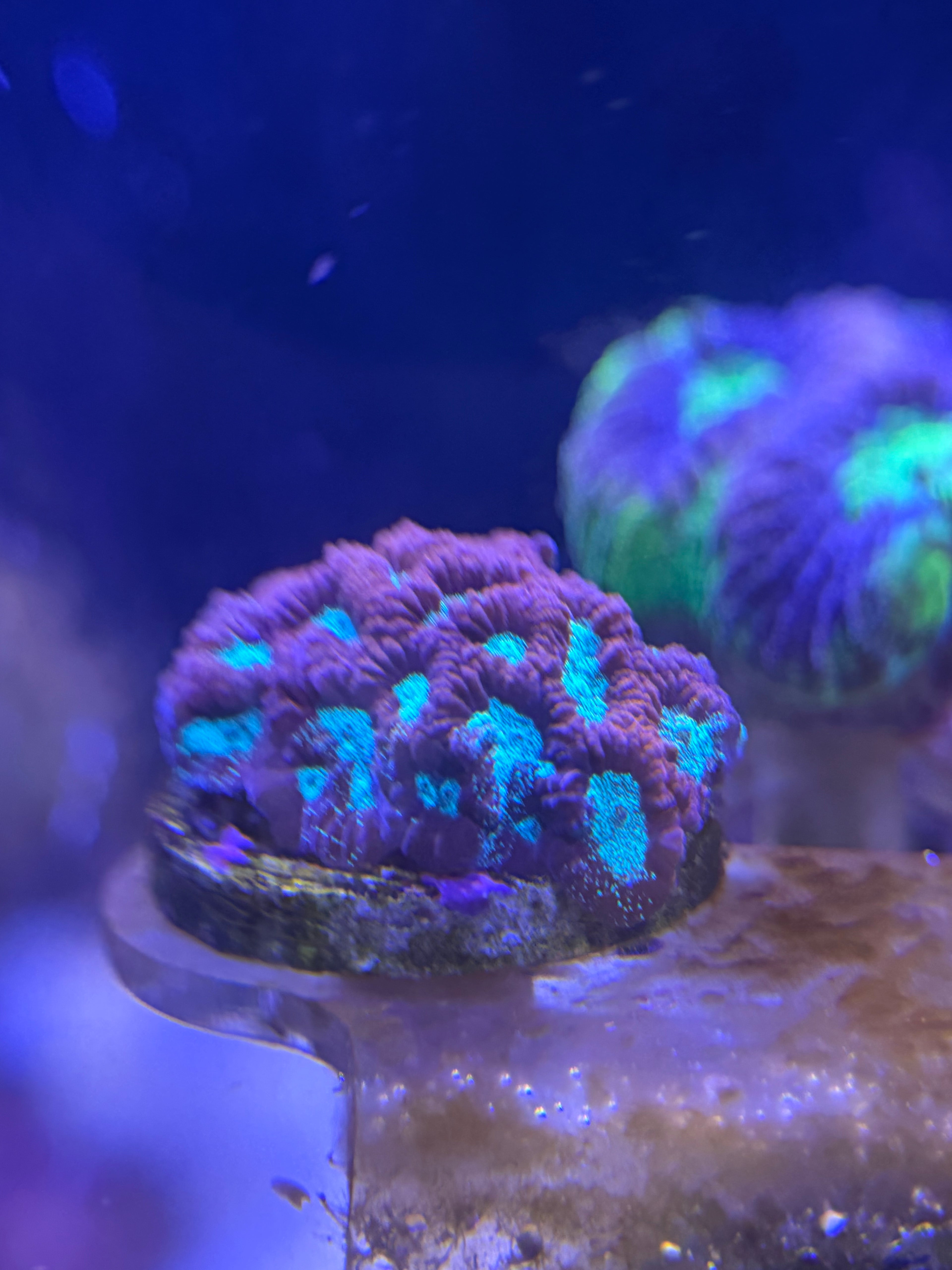 Green Center Red Rim Favia