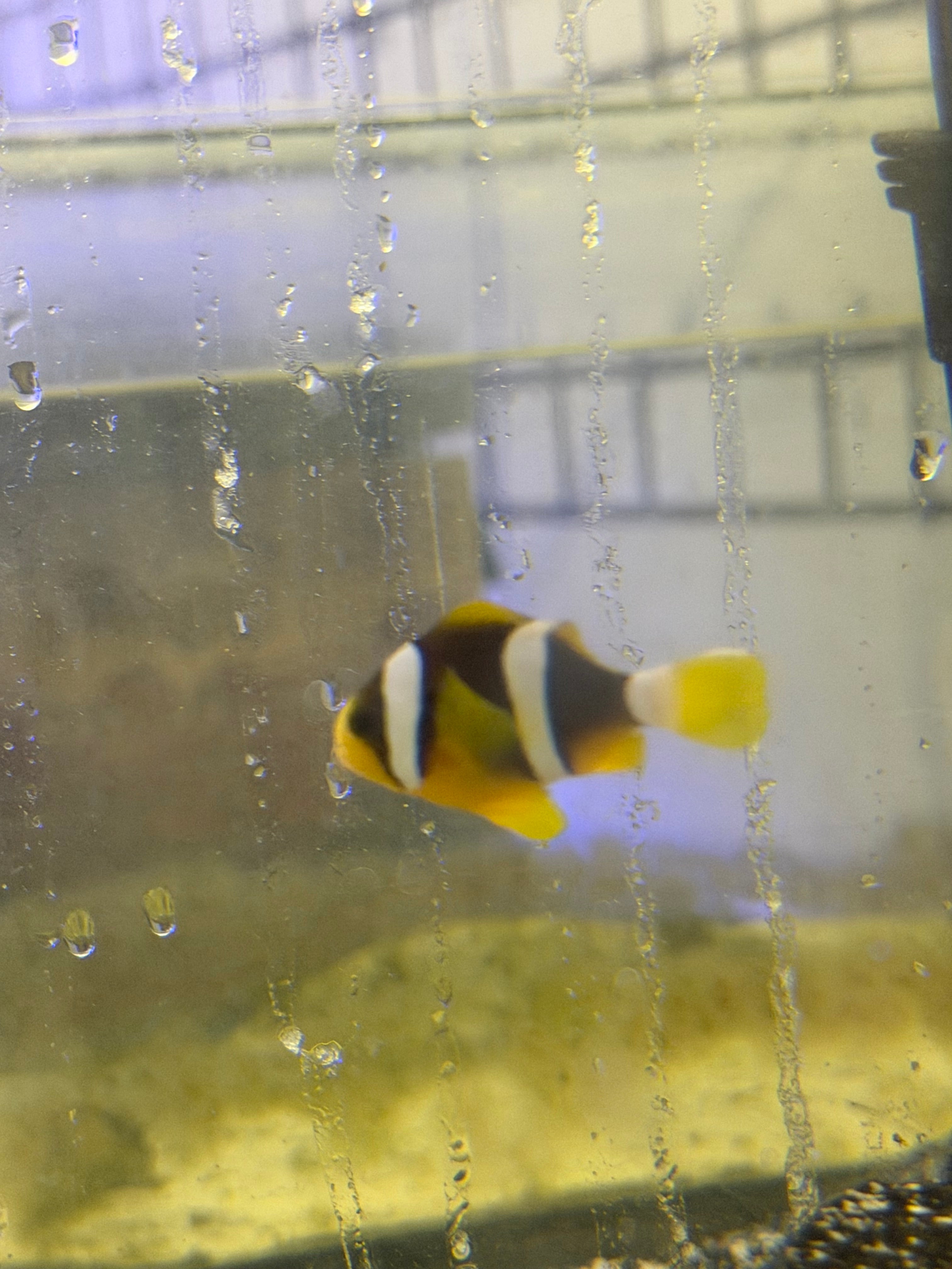 Clarkii Clownfish