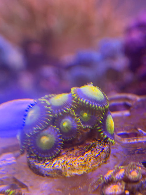 24K Gold Zoas