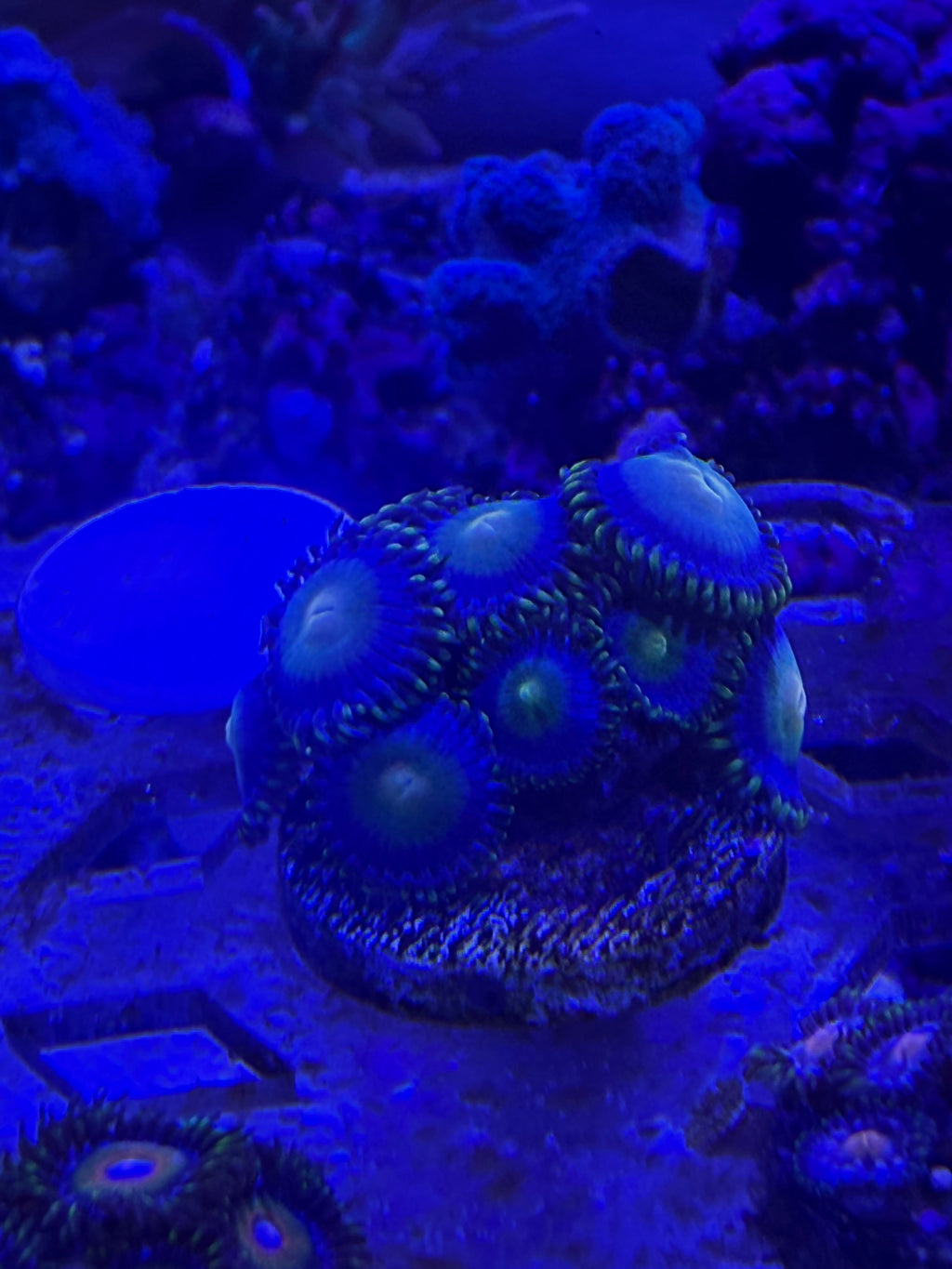 24K Gold Zoas