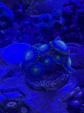 24K Gold Zoas