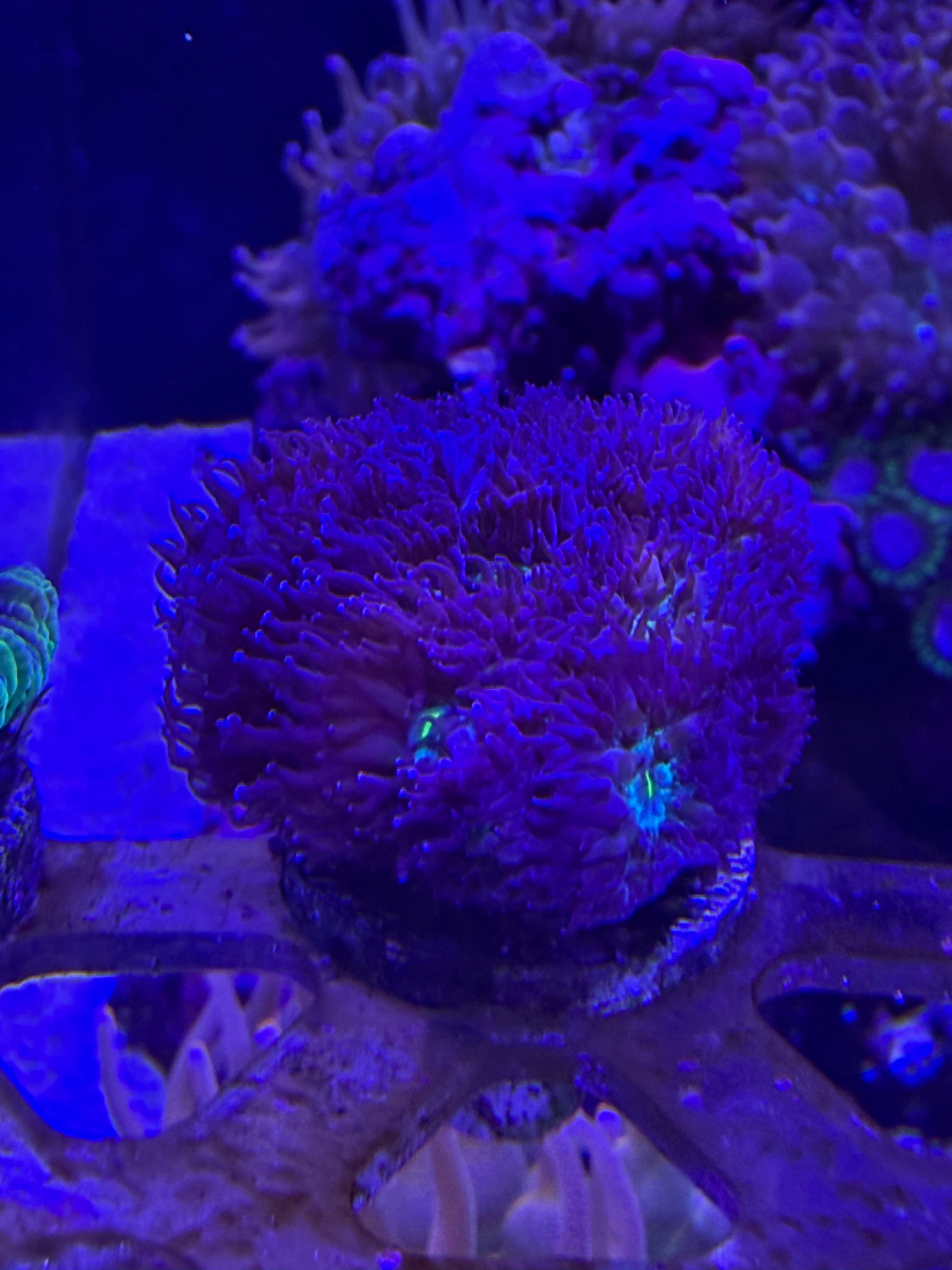 Blastomussa Merleti