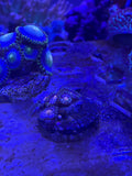 Circus Zoas