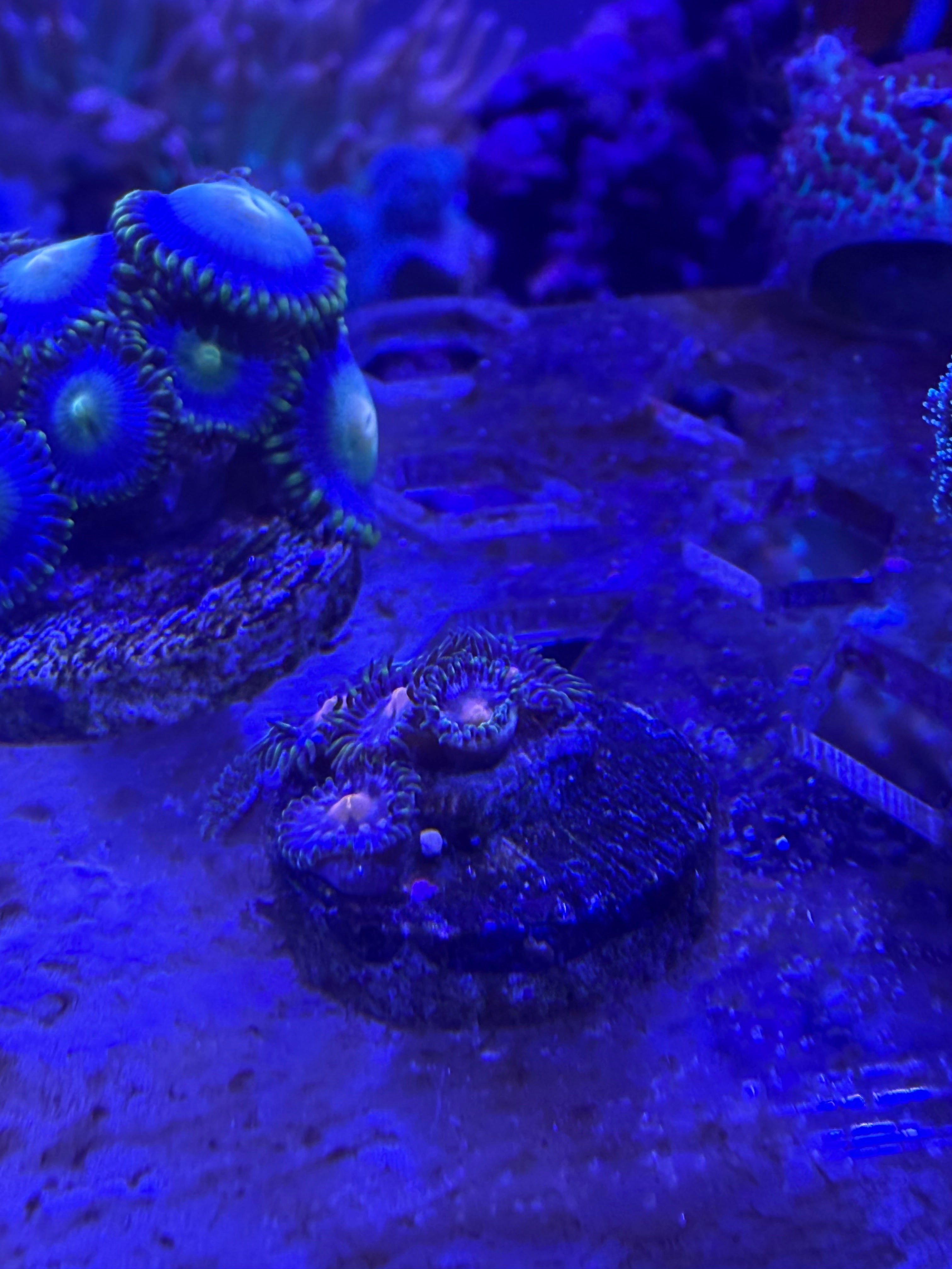 Circus Zoas