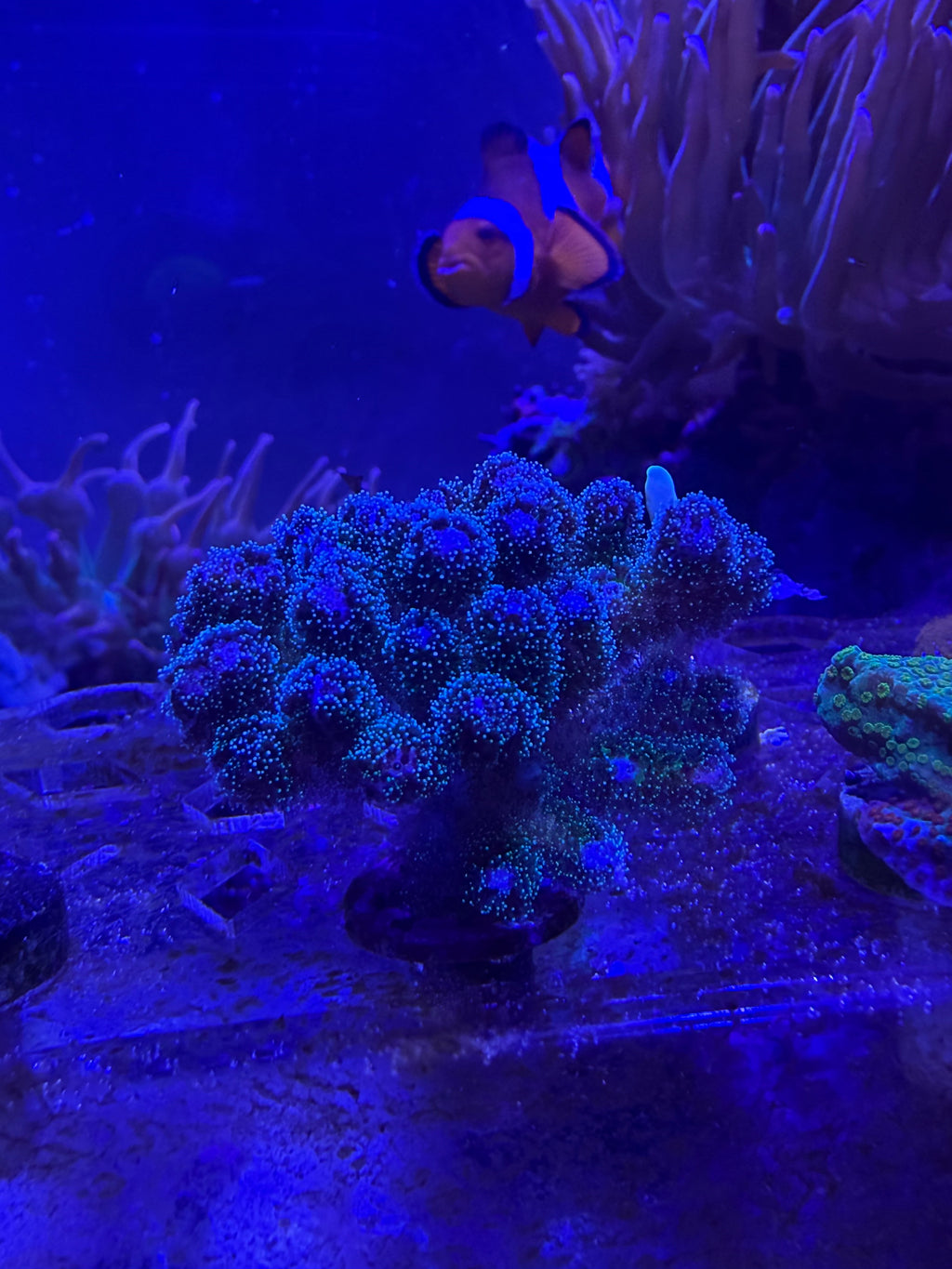 Rainbow Cauliflower Pocillopora
