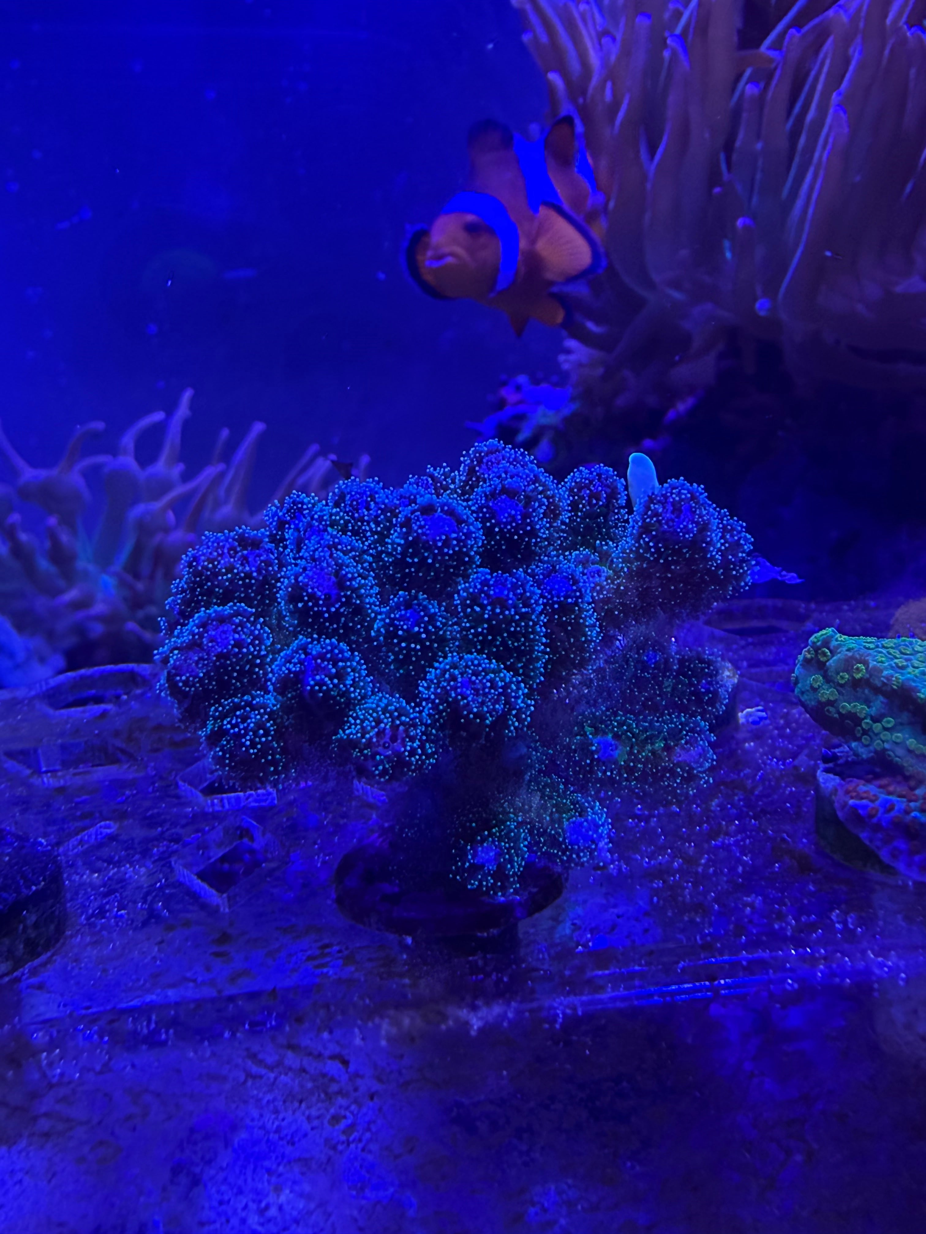 Rainbow Cauliflower Pocillopora