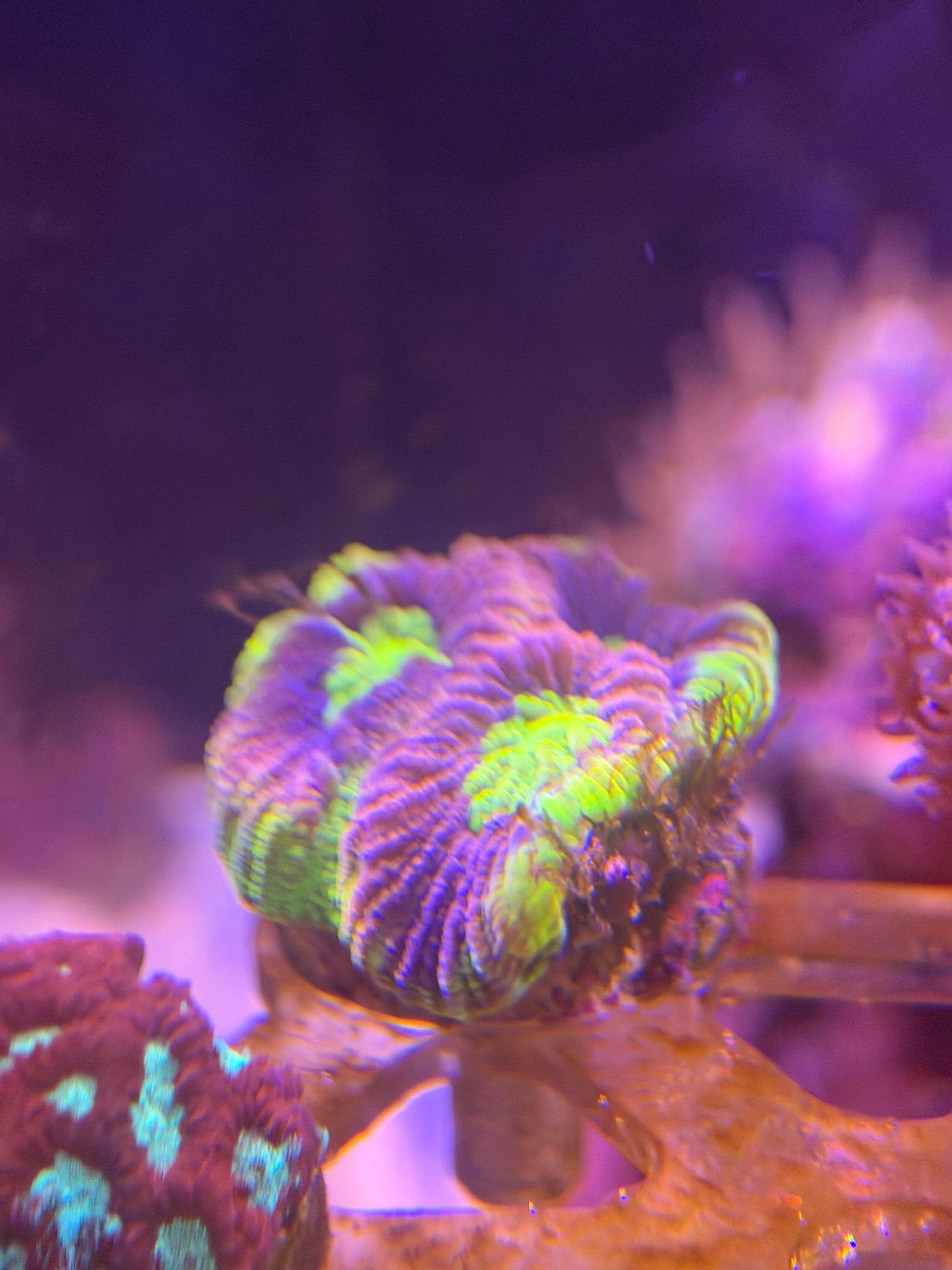 Dragon Soul Brain