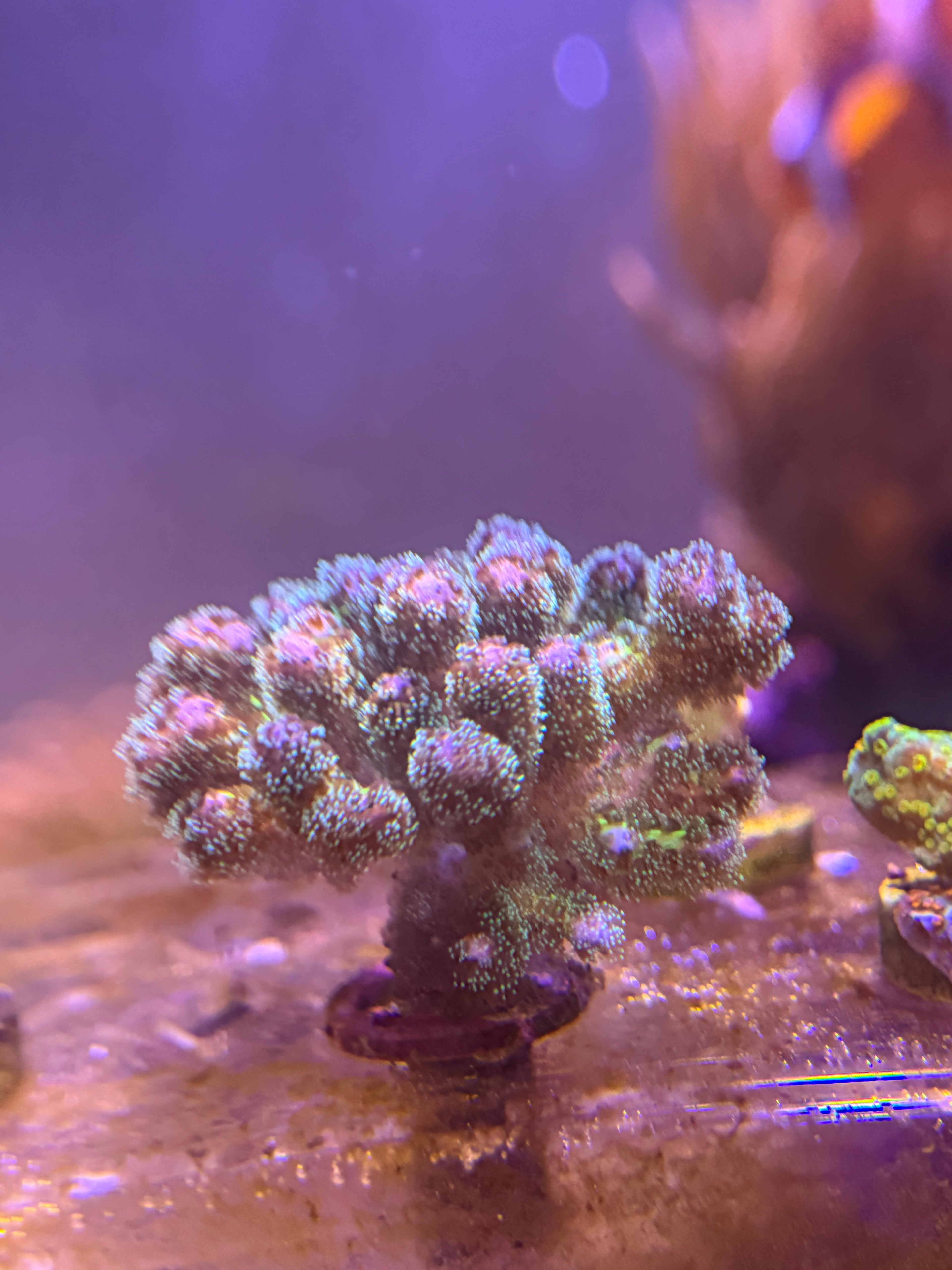 Rainbow Cauliflower Pocillopora