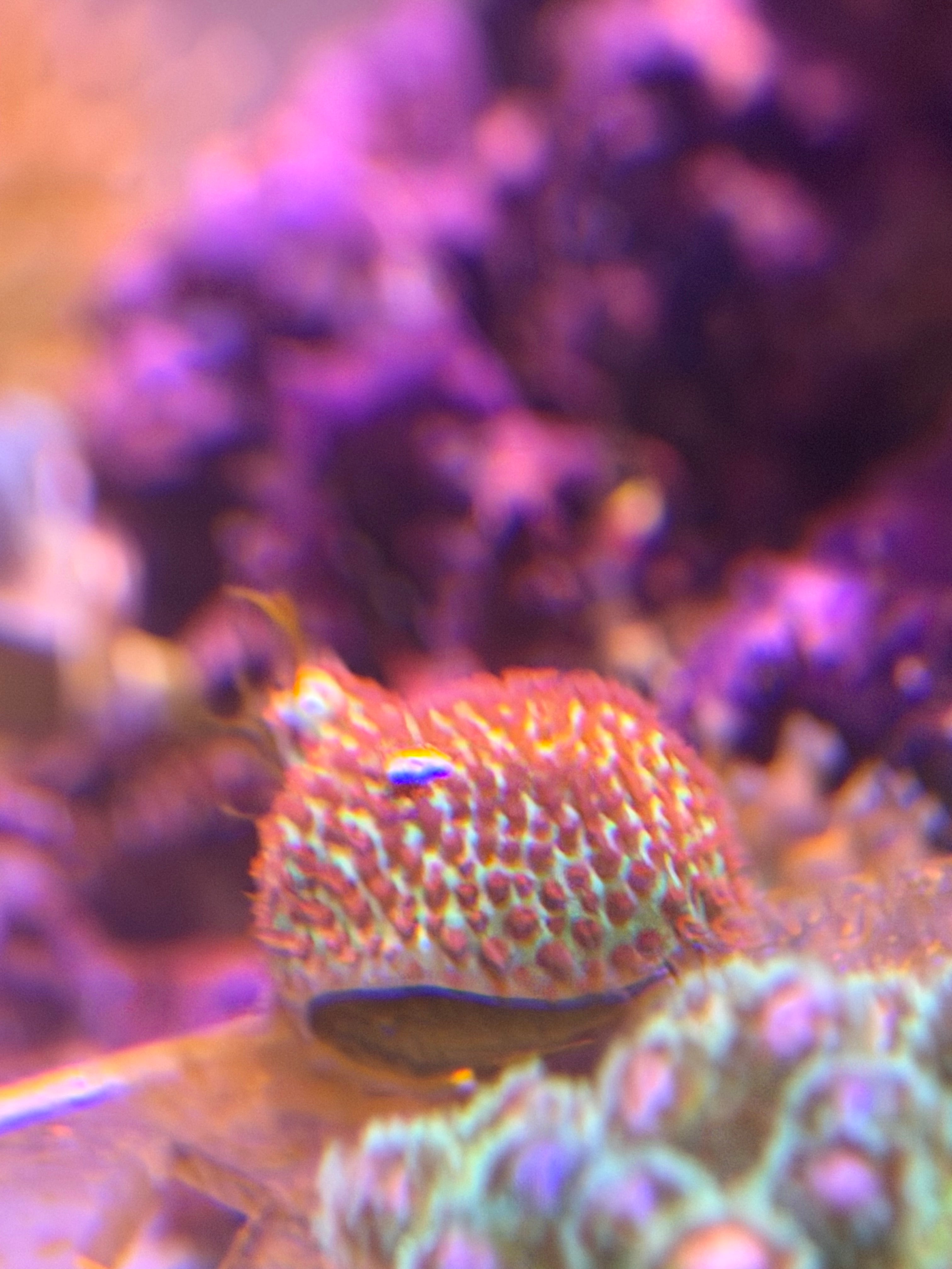 Sand Dollar Porites