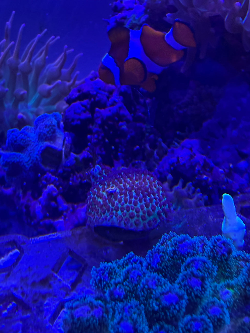 Sand Dollar Porites
