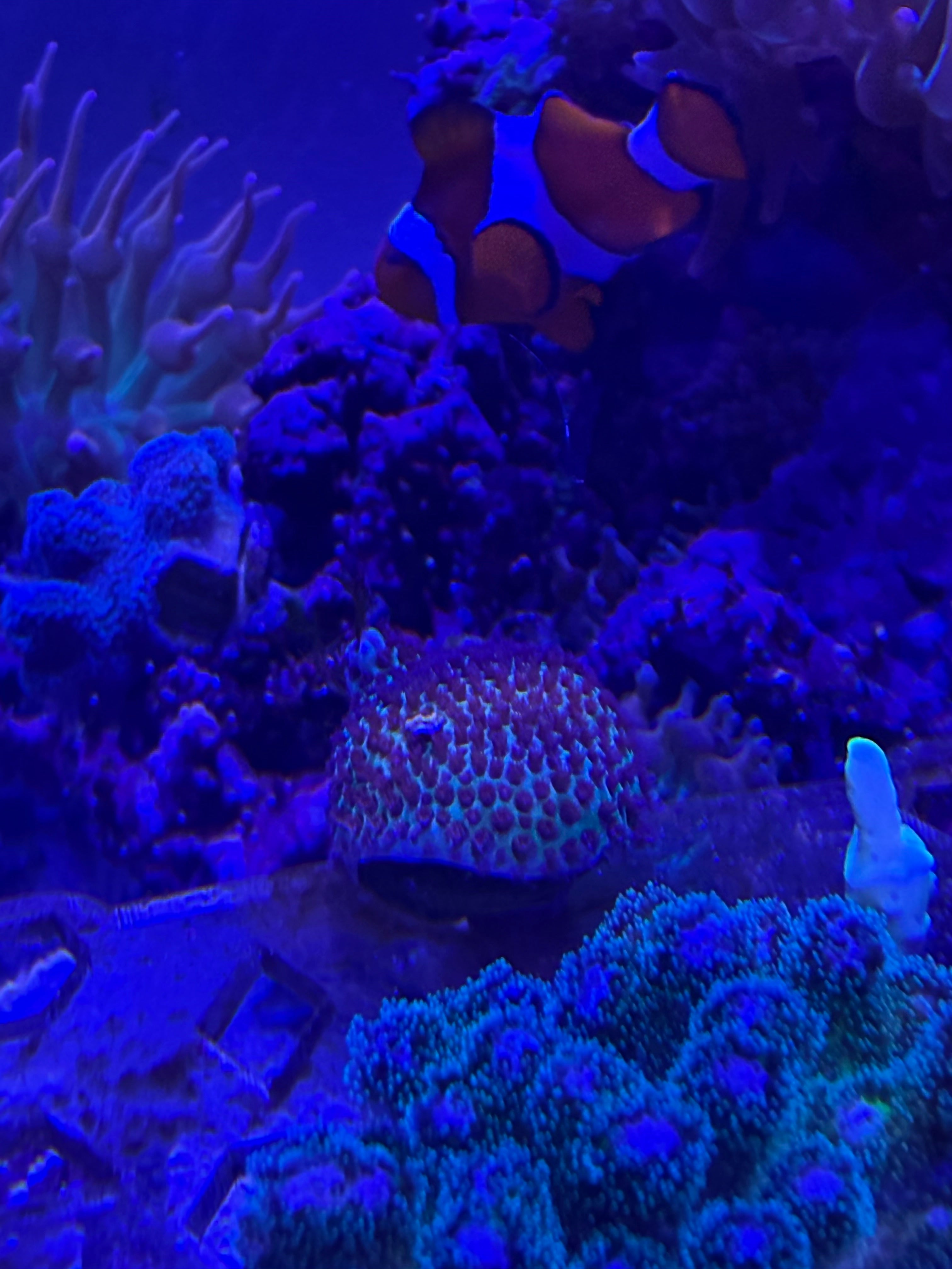 Sand Dollar Porites