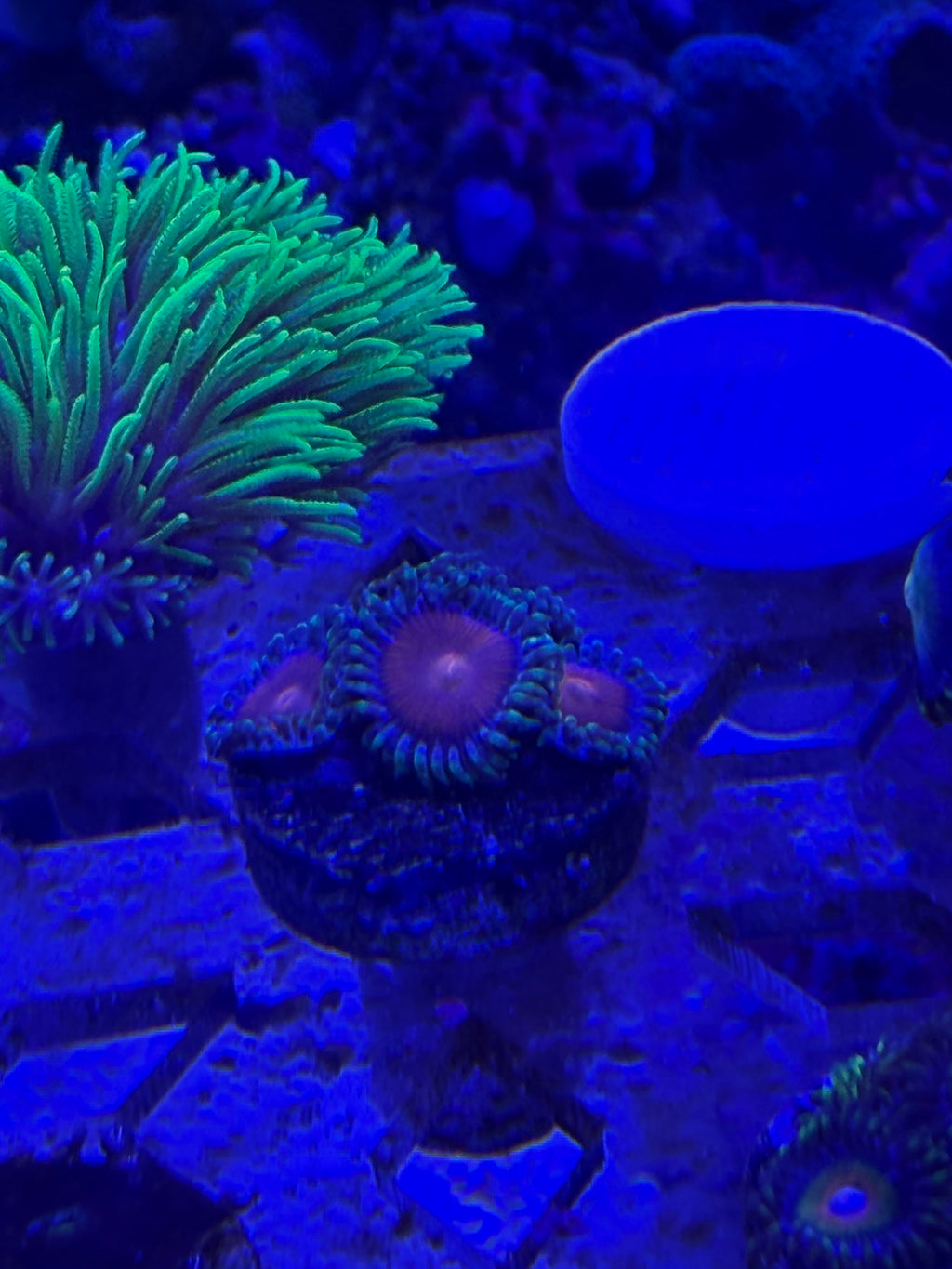Elemental Fury Zoas