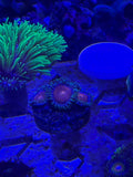 Elemental Fury Zoas