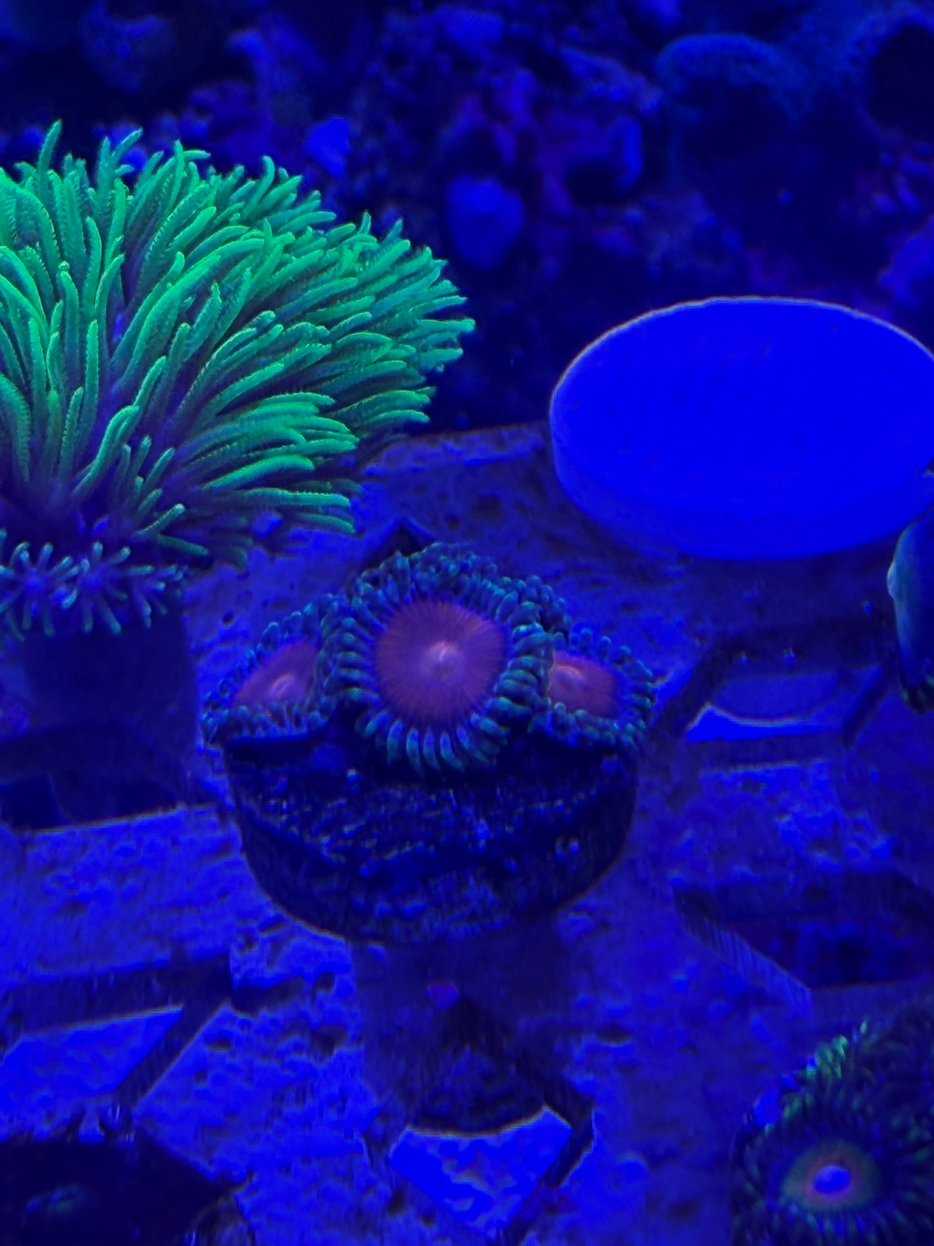 Elemental Fury Zoas