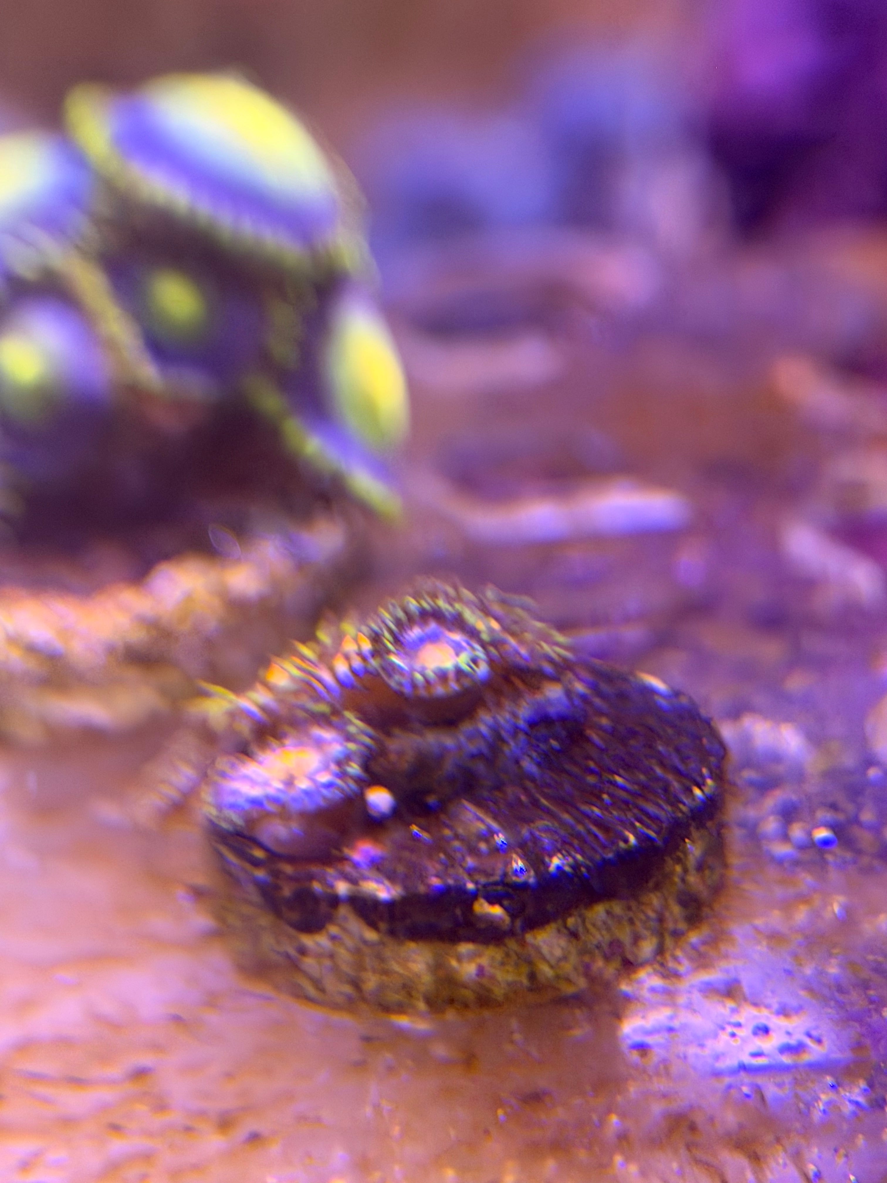 Circus Zoas