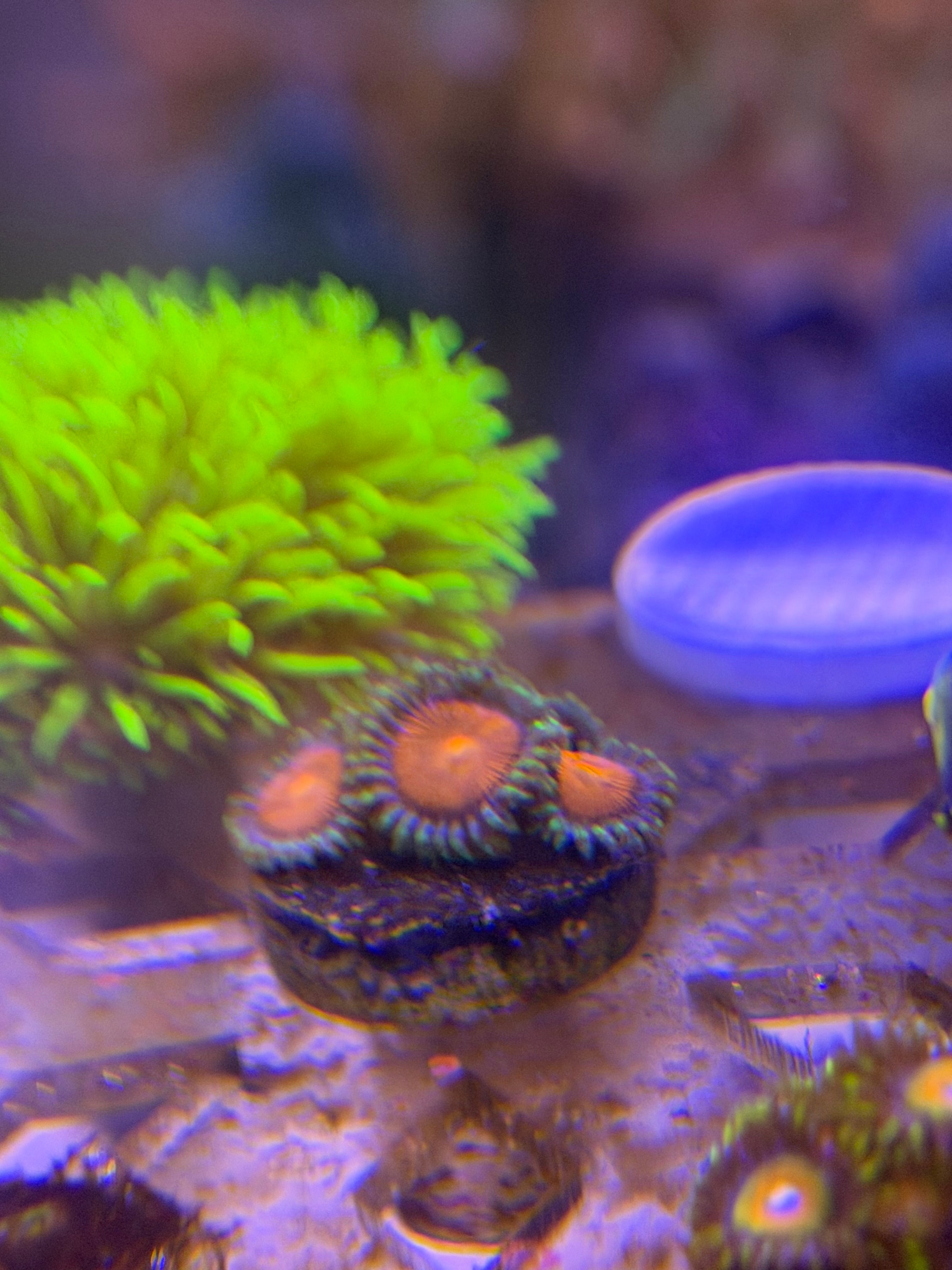 Elemental Fury Zoas