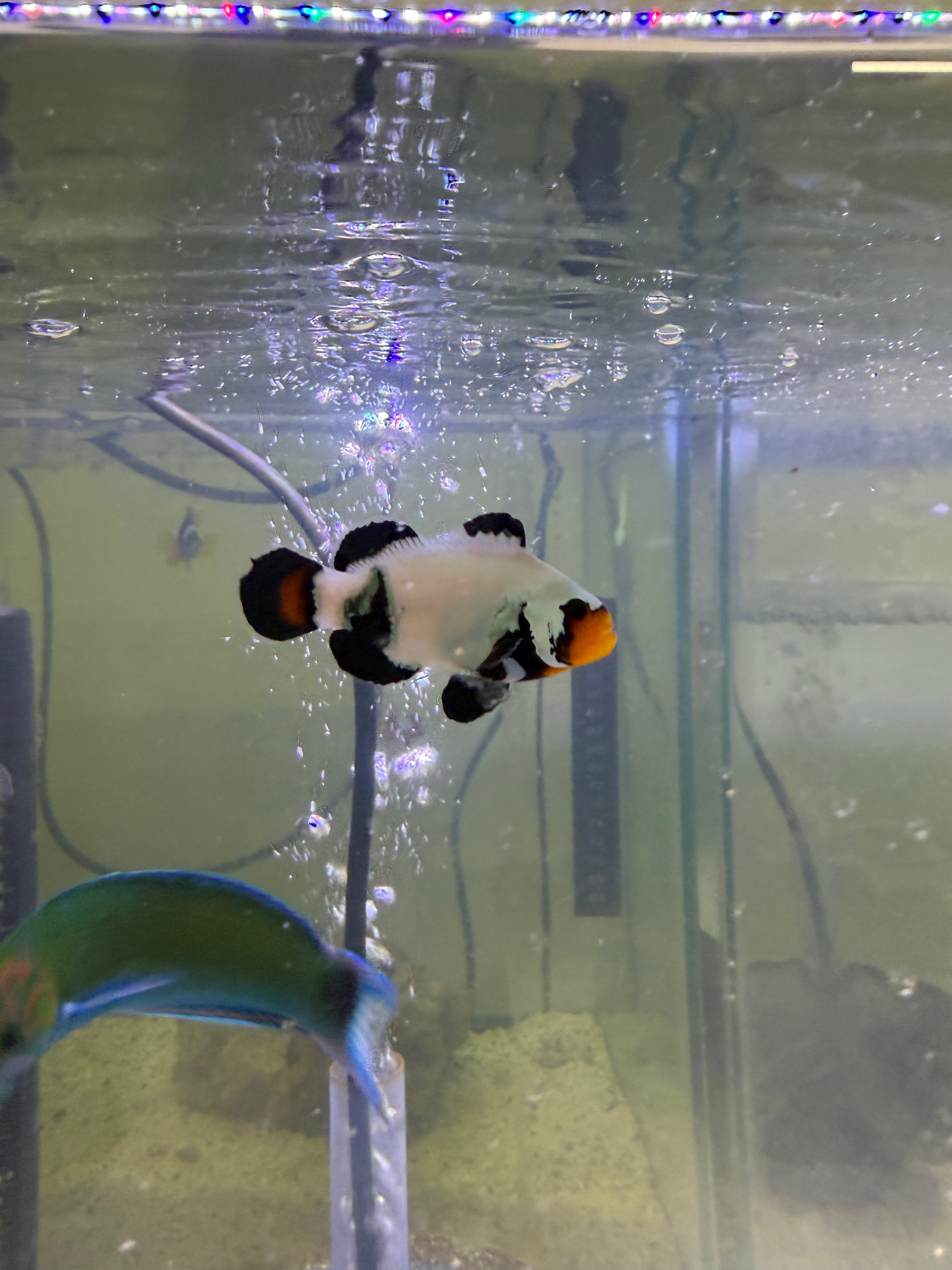 Black Ice Ocellaris Clownfish