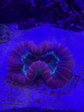 Trachyphyllia-Light Red and Green