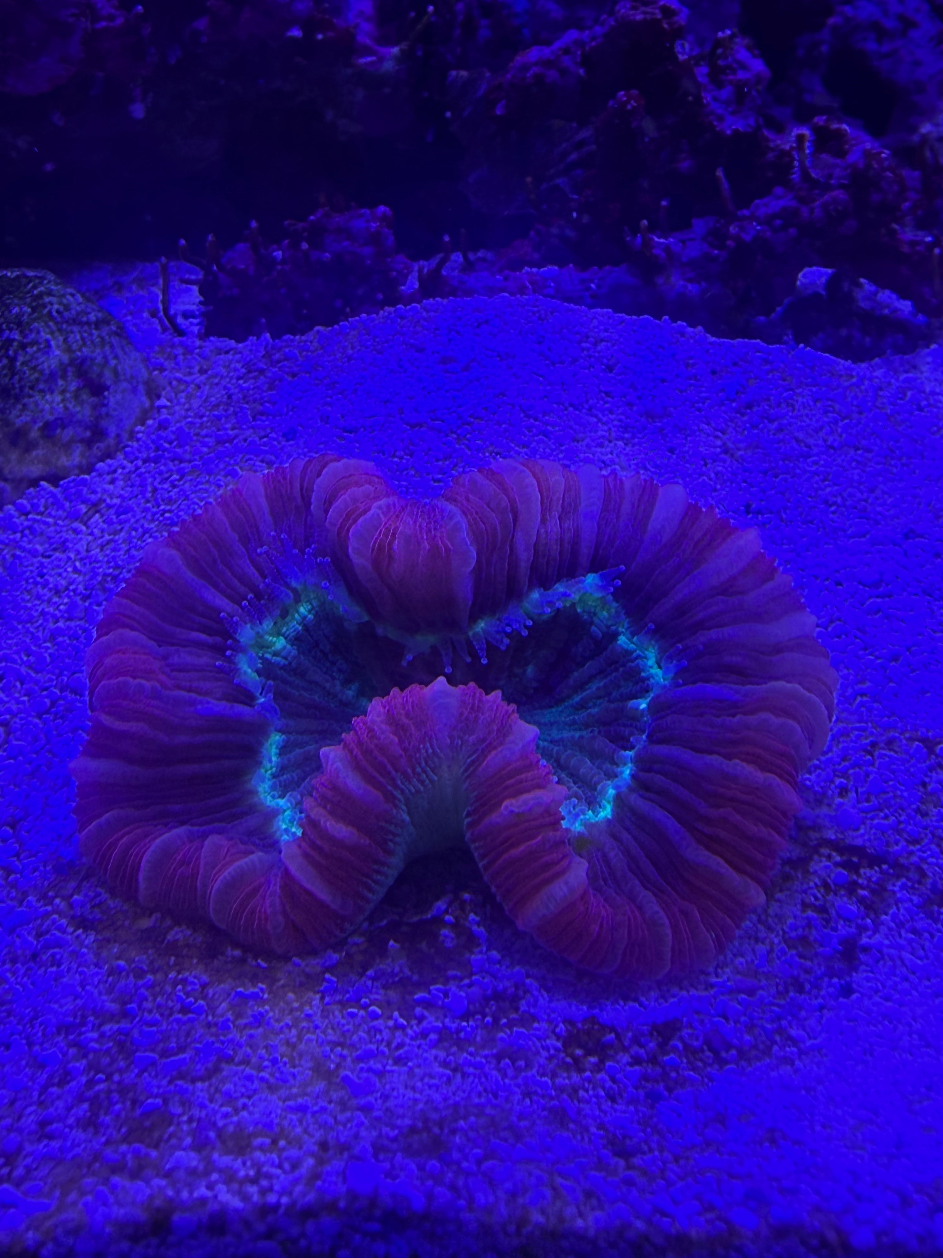 Trachyphyllia-Light Red and Green