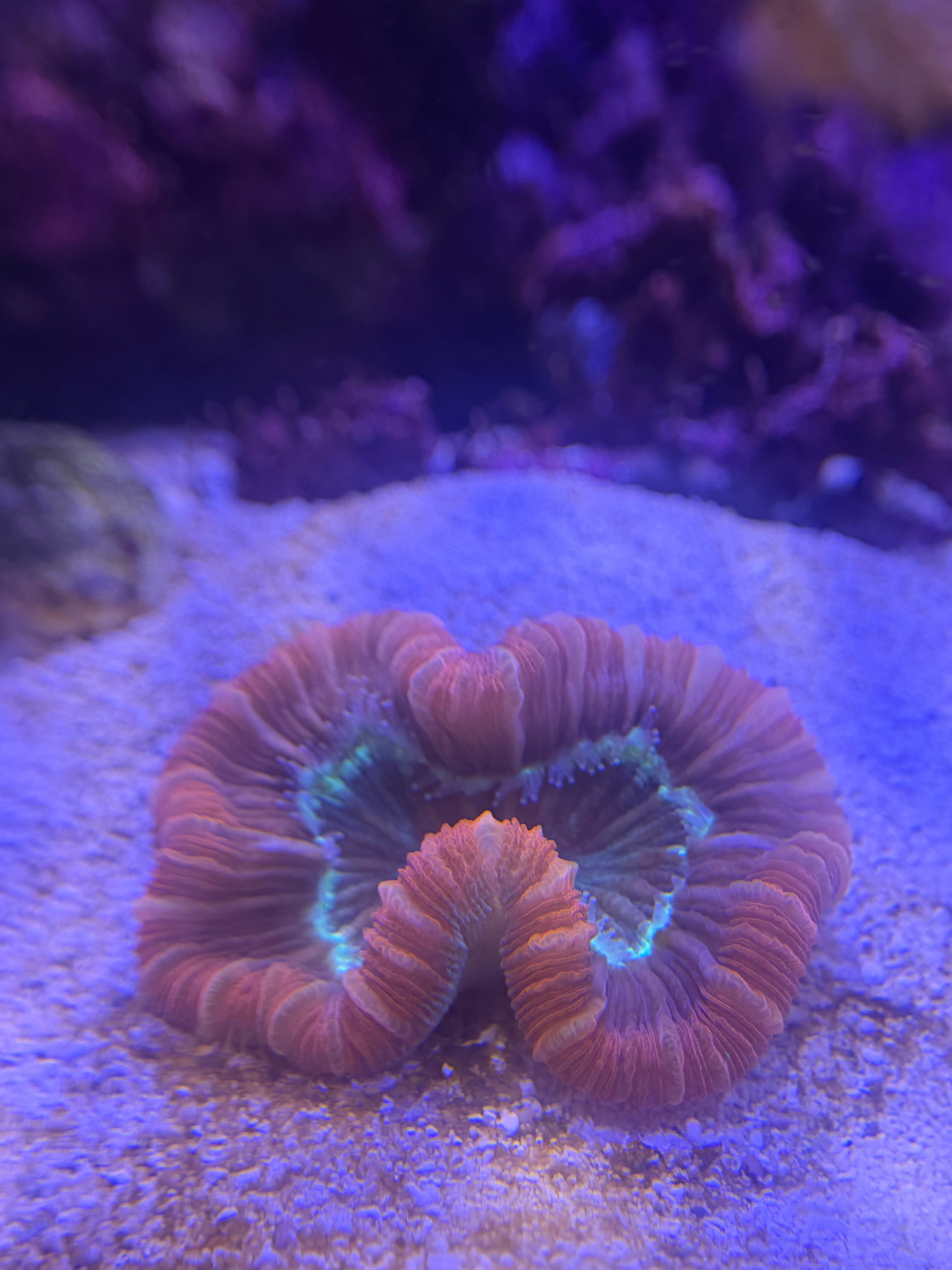 Trachyphyllia-Light Red and Green