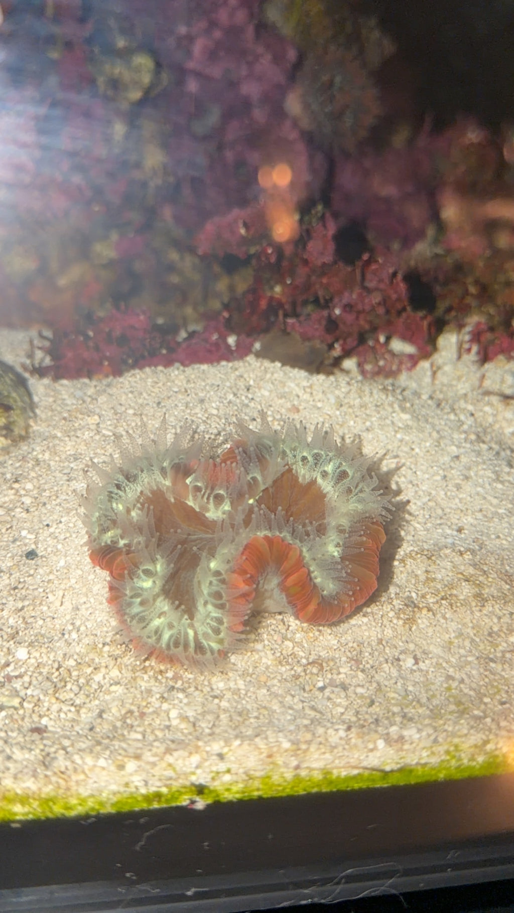 Trachyphyllia-Light Red and Green
