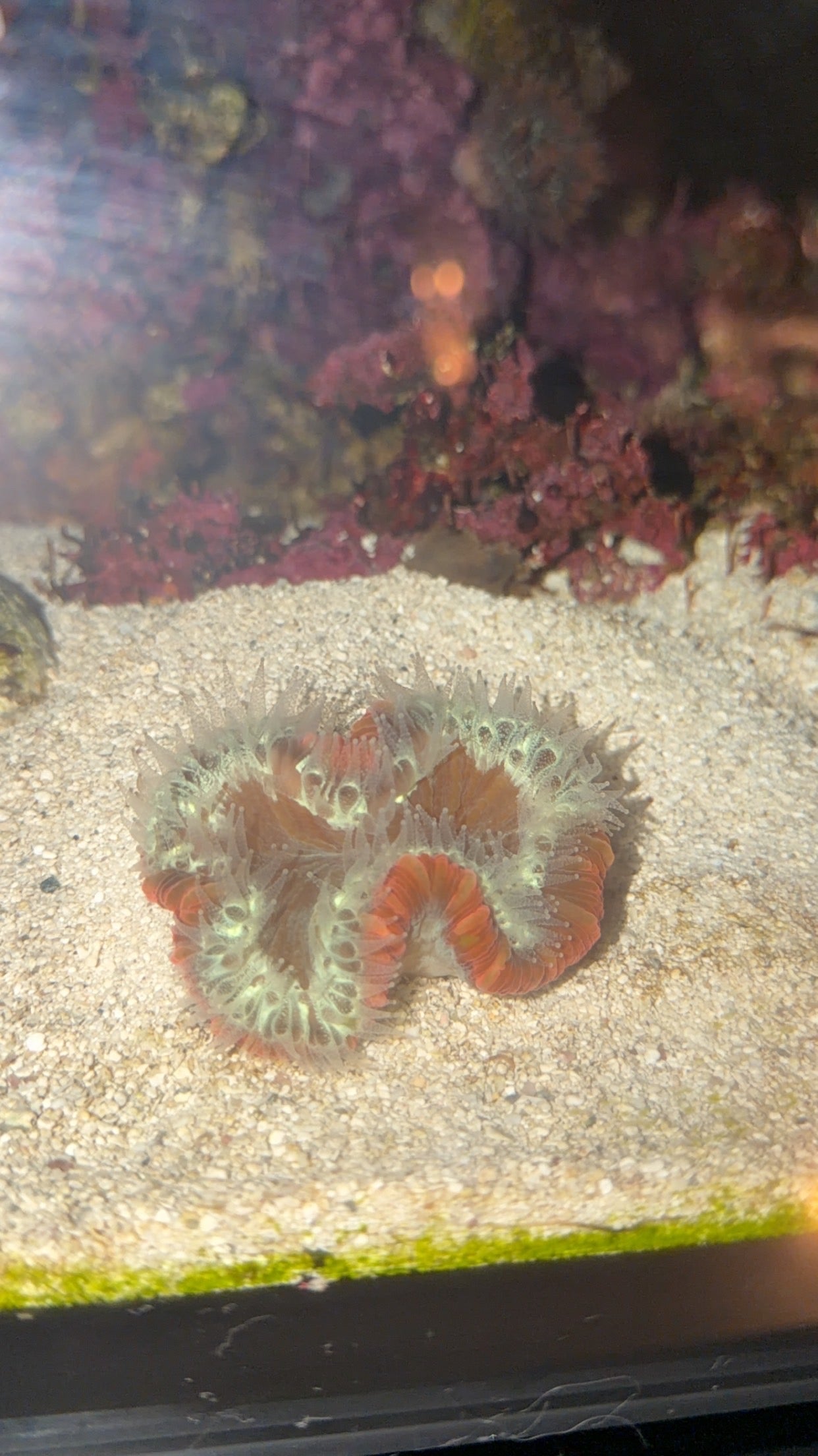 Trachyphyllia-Light Red and Green