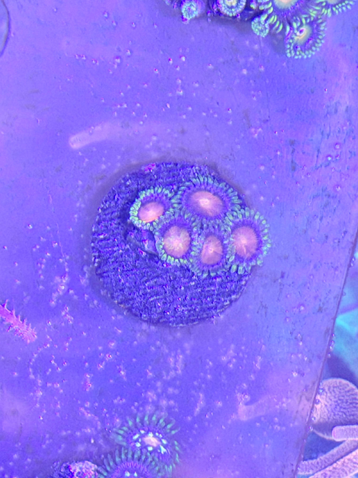 Zoas