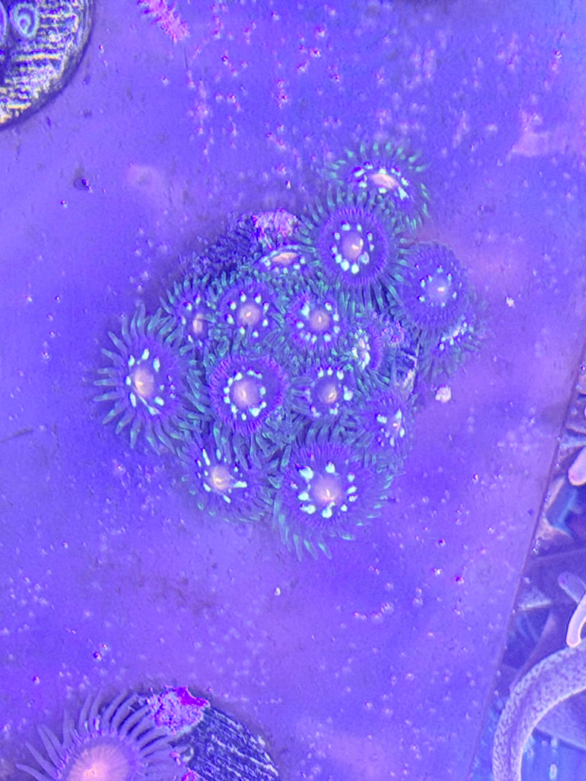 Zoas