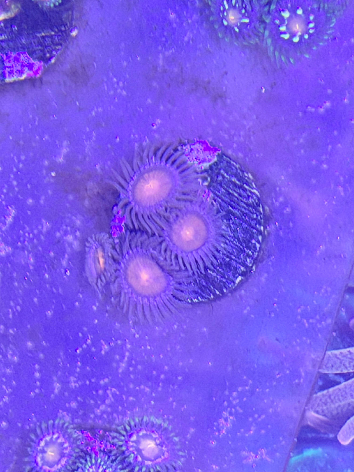 Zoas