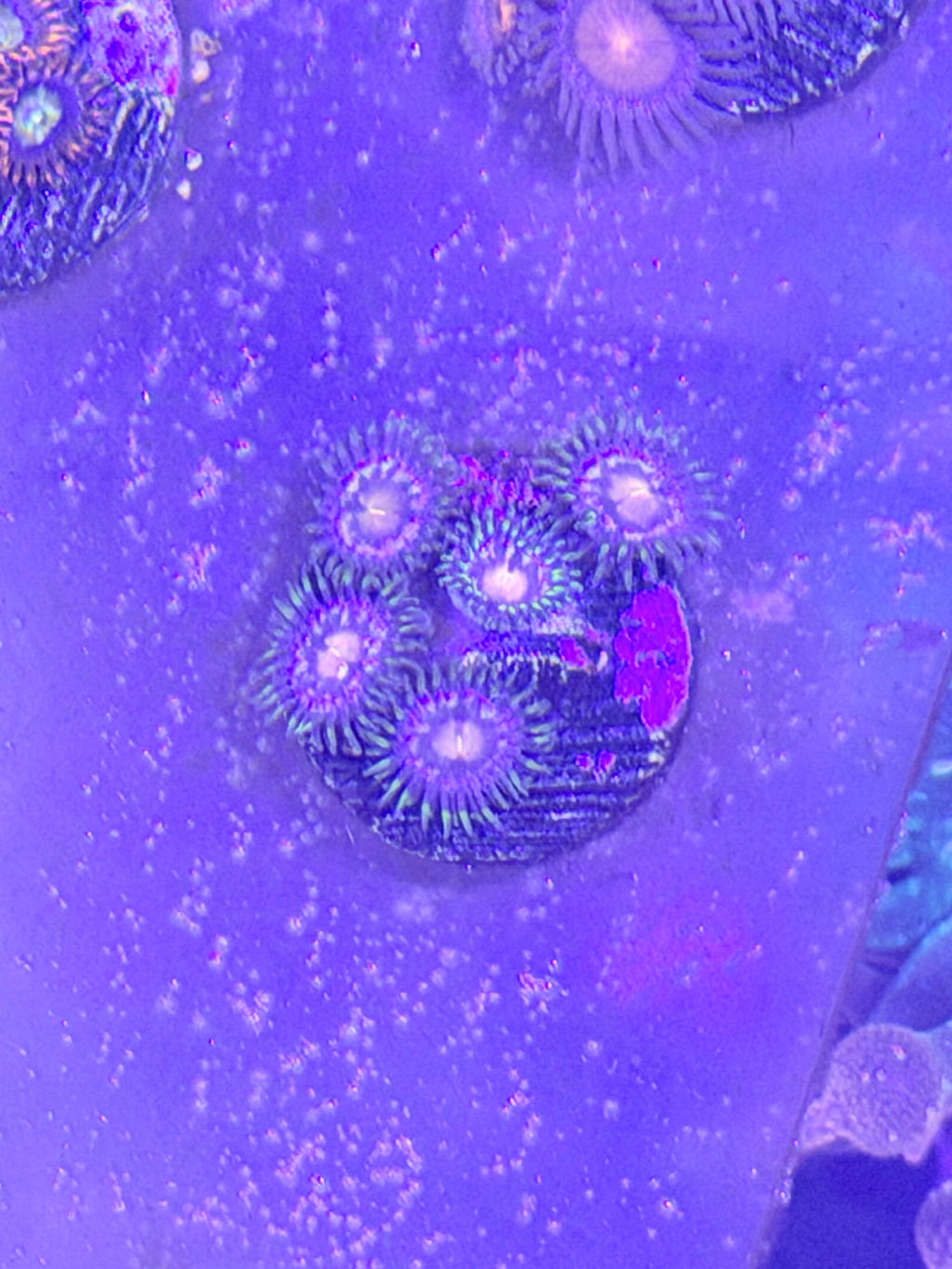Zoas
