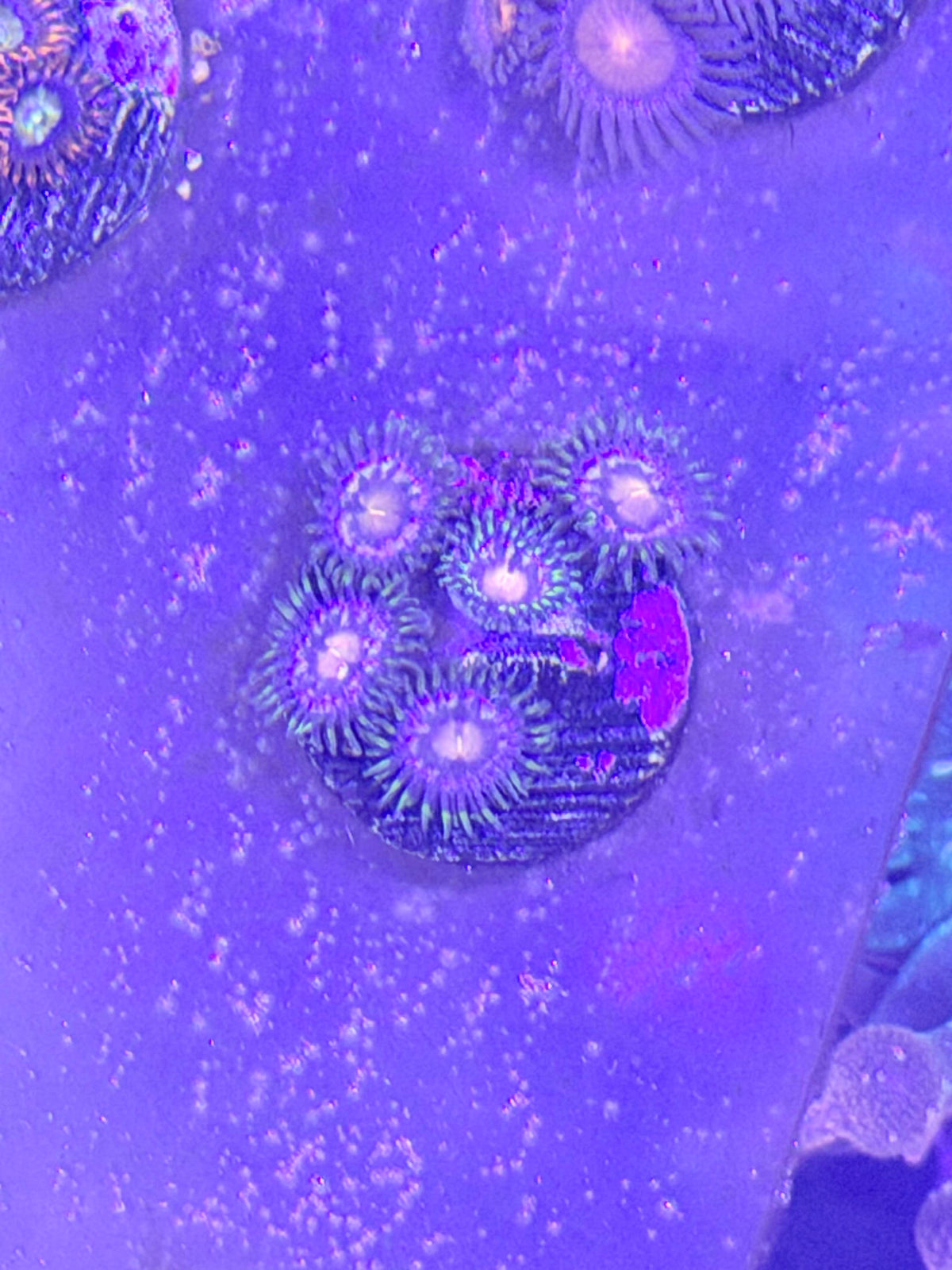 Zoas