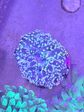 Octospawn