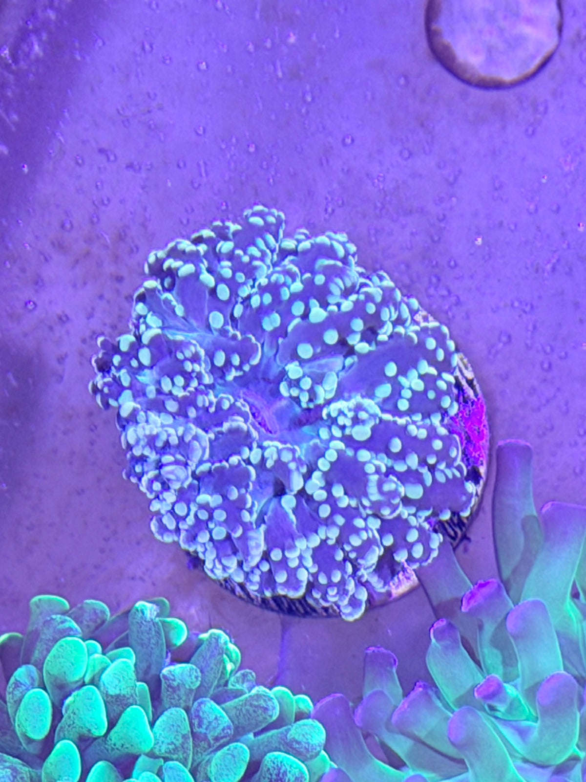 Octospawn