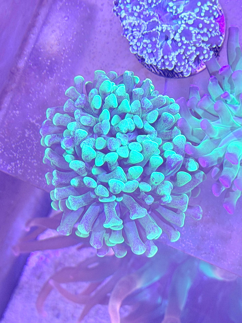 Hammer Coral