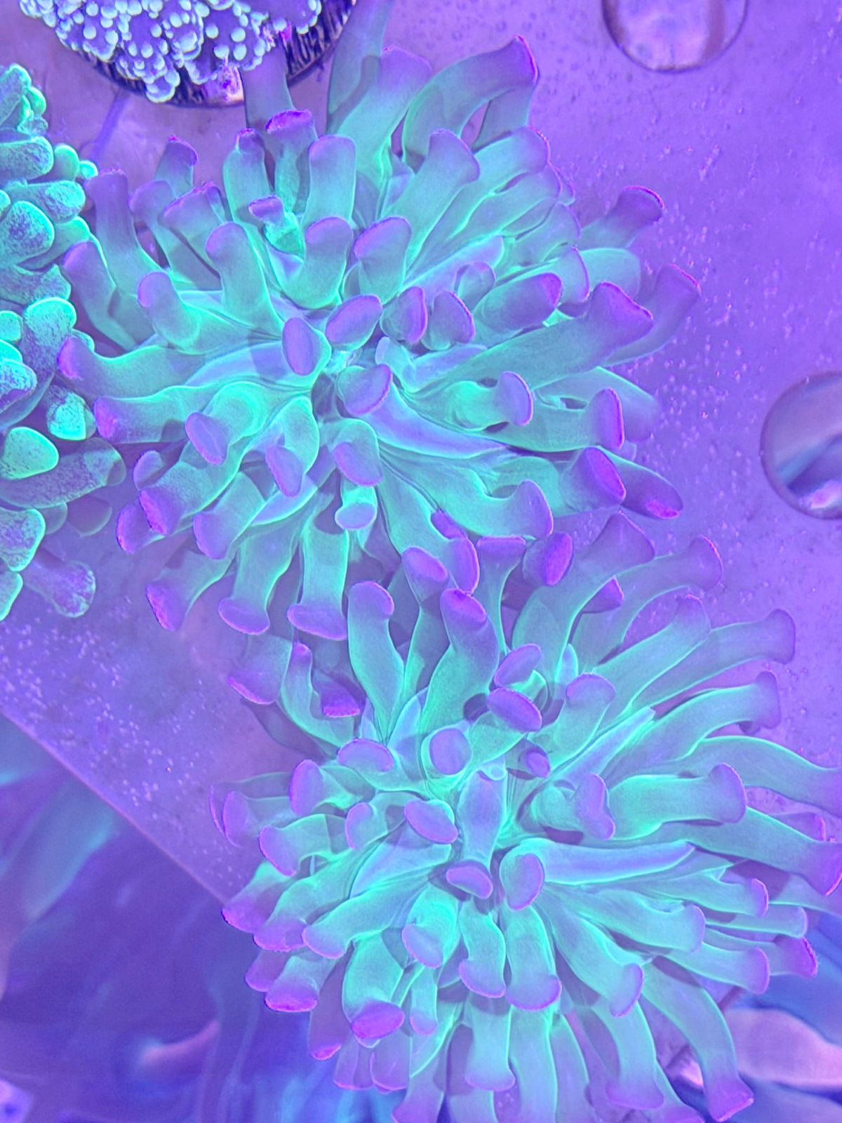 Hammer Coral
