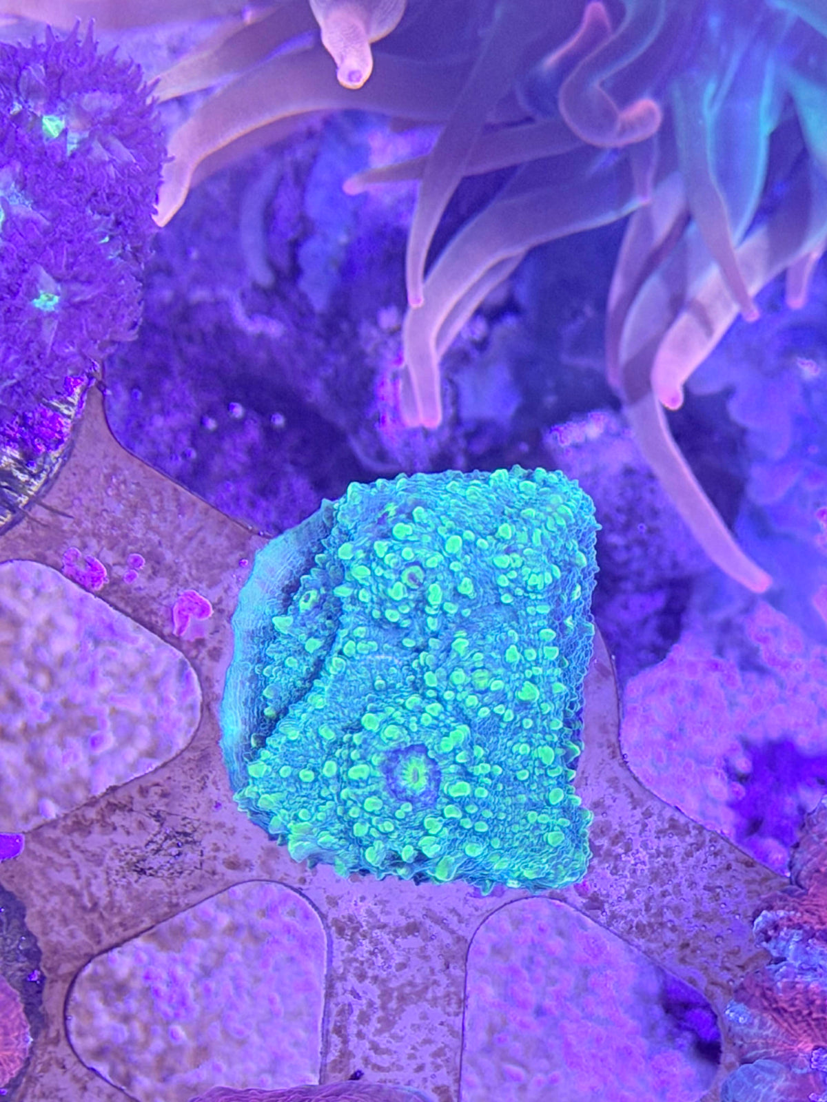 Chalice Coral
