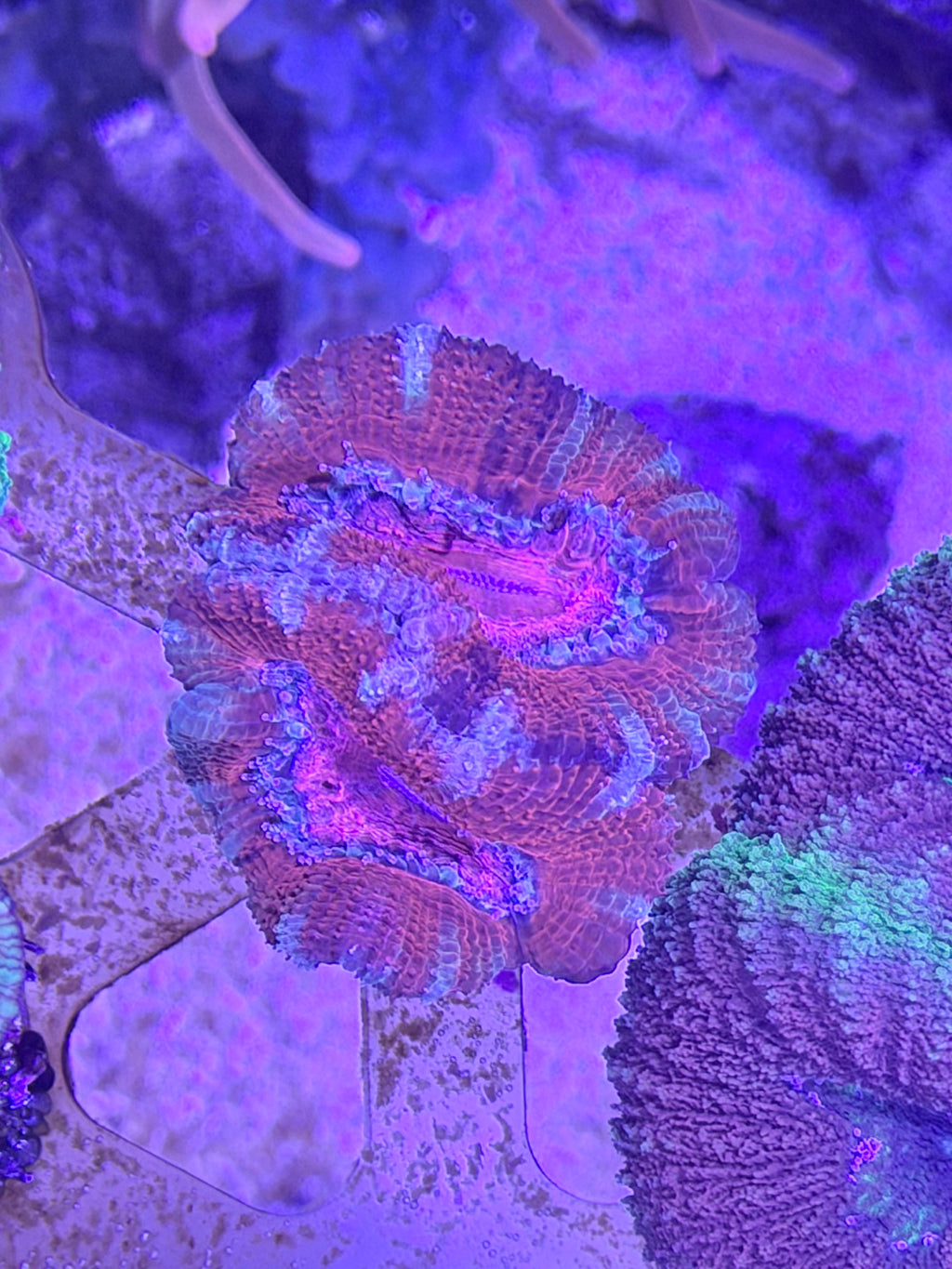 Acan Lord 2 Color