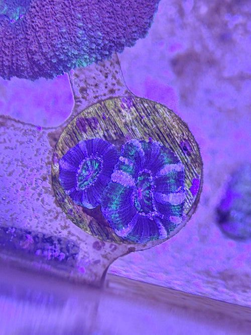Acan Lord 2 Color