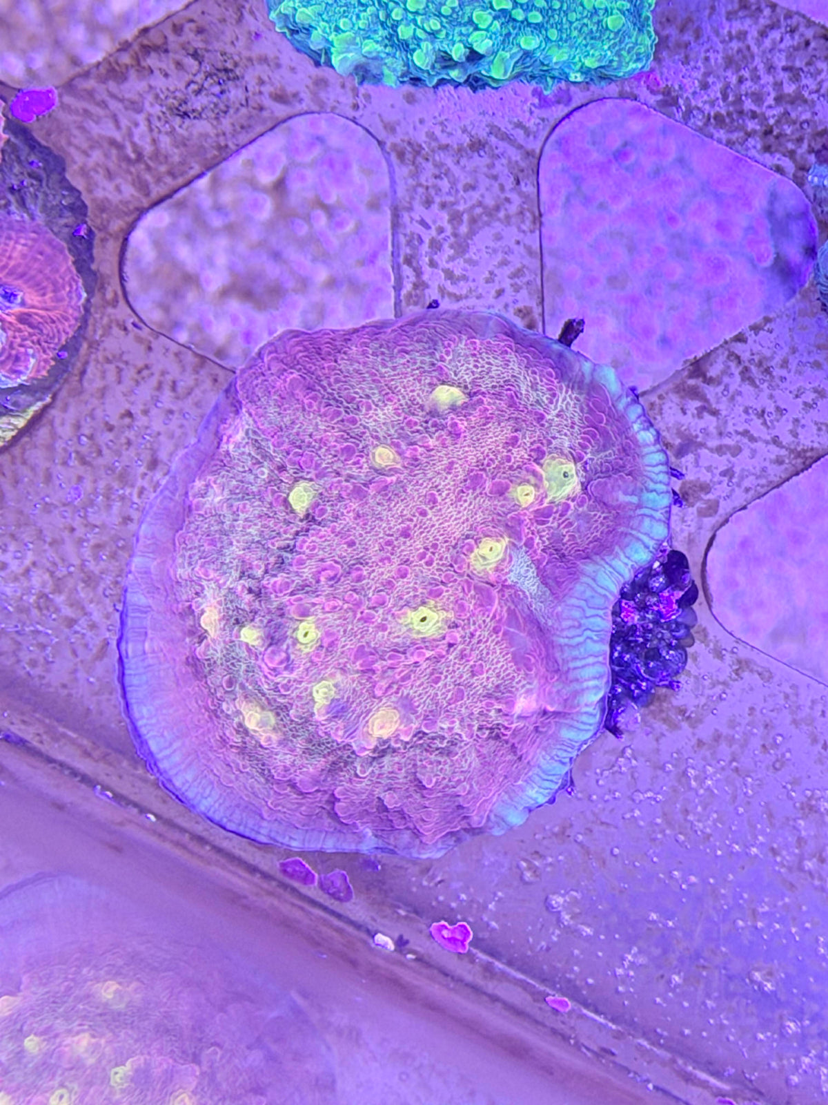 Chalice Coral