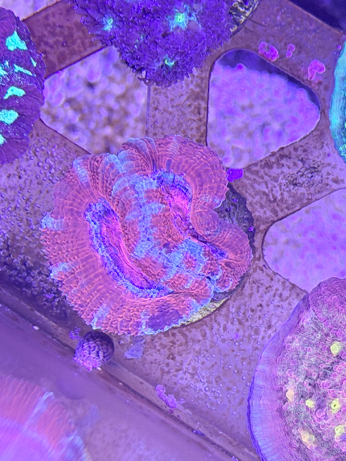 Acan Lord 2 Color